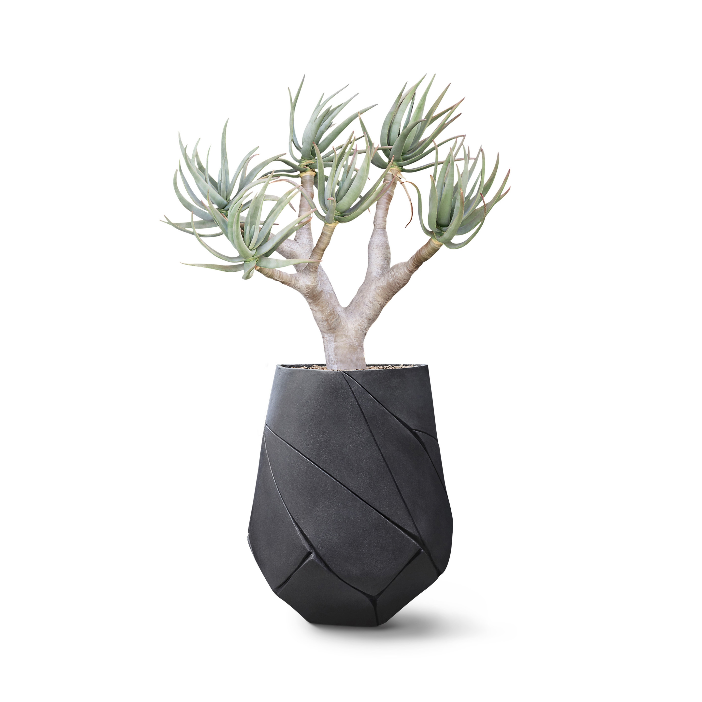 Display product Bhaca Medium from manufacturer Indigenus