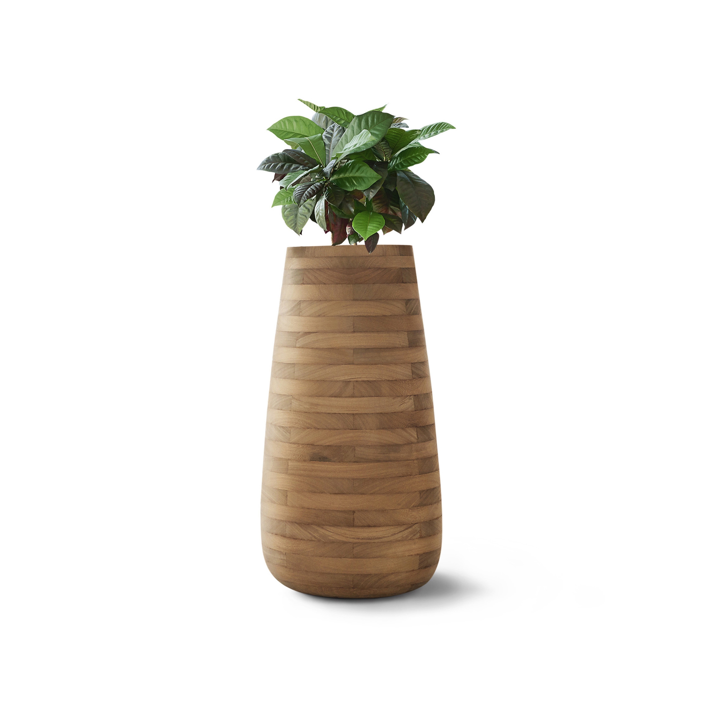 Display product Tuber Large Wood from manufacturer Indigenus