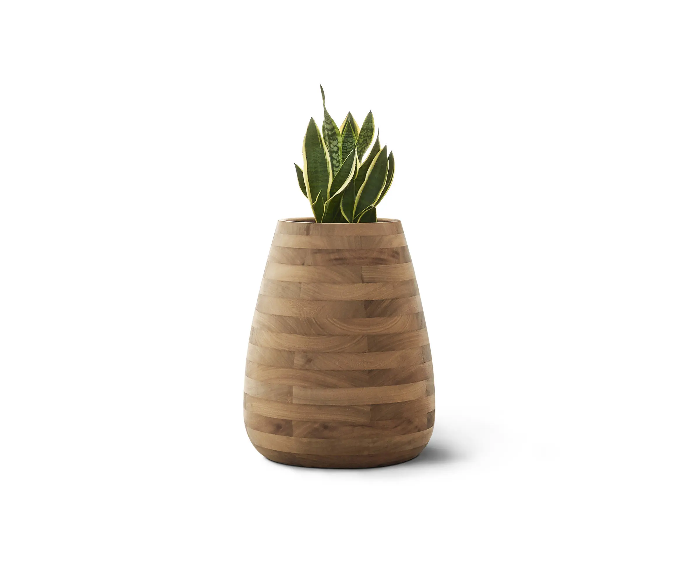 Indigenus - Tuber Medium Wood