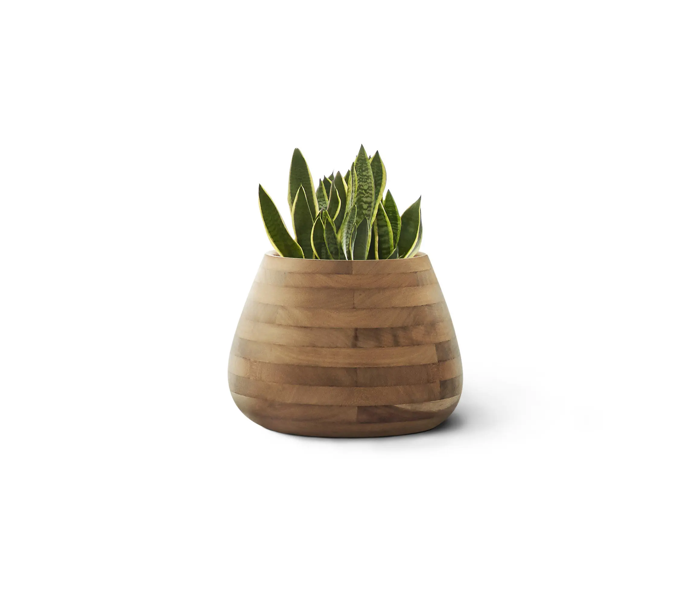 Indigenus - Tuber Small Wood