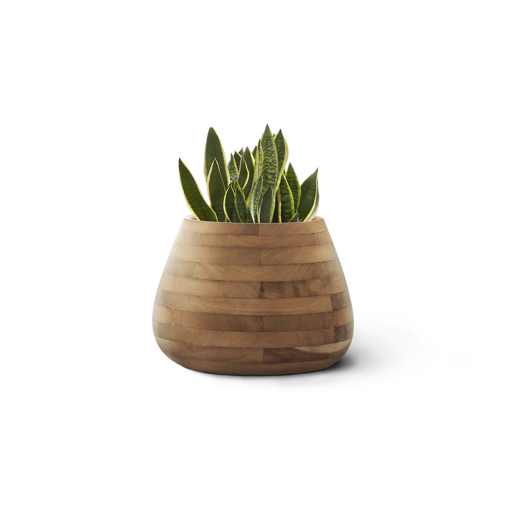 Display product Tuber Small Wood from manufacturer Indigenus