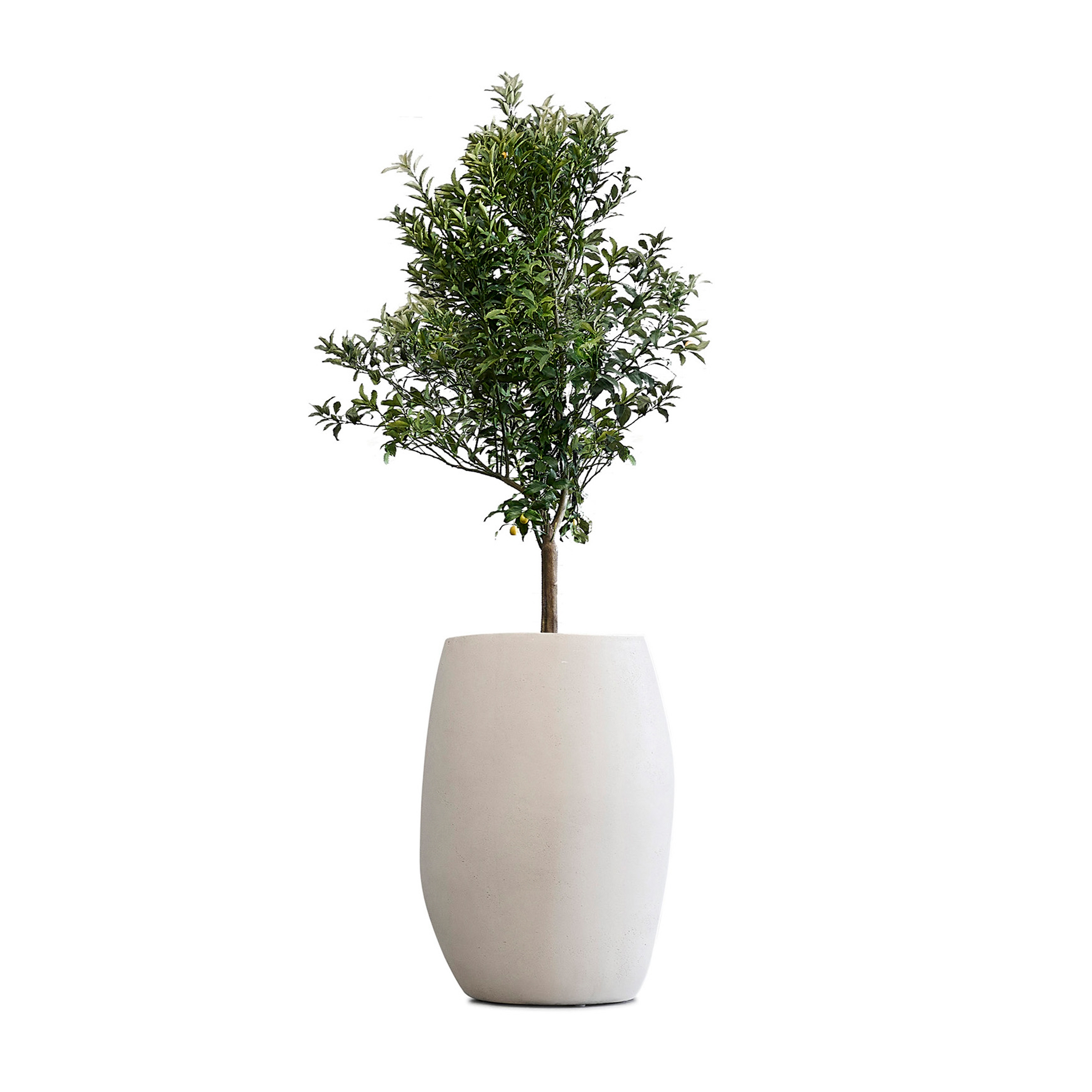 Display product Pebble Tall from manufacturer Indigenus