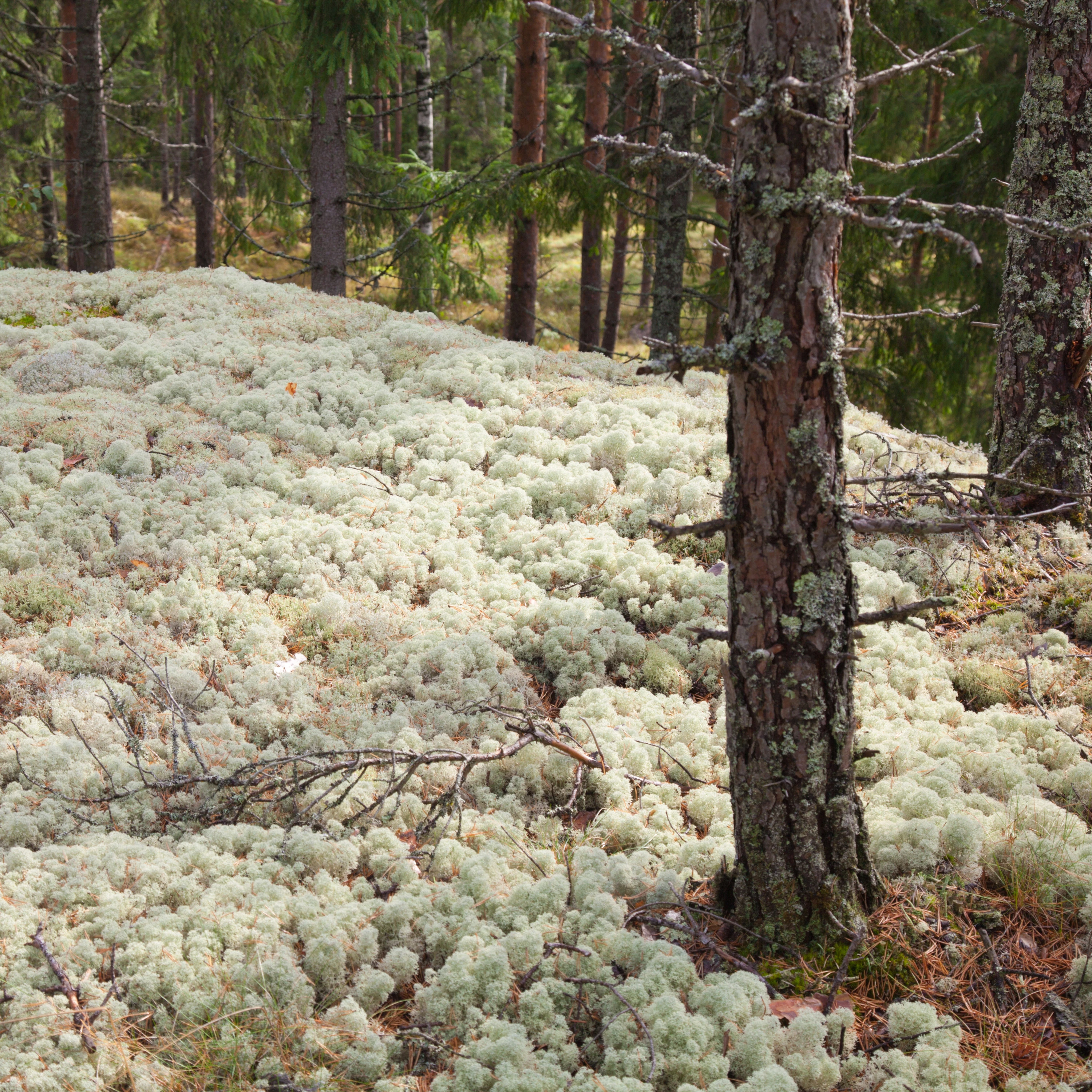 REINDEER MOSS