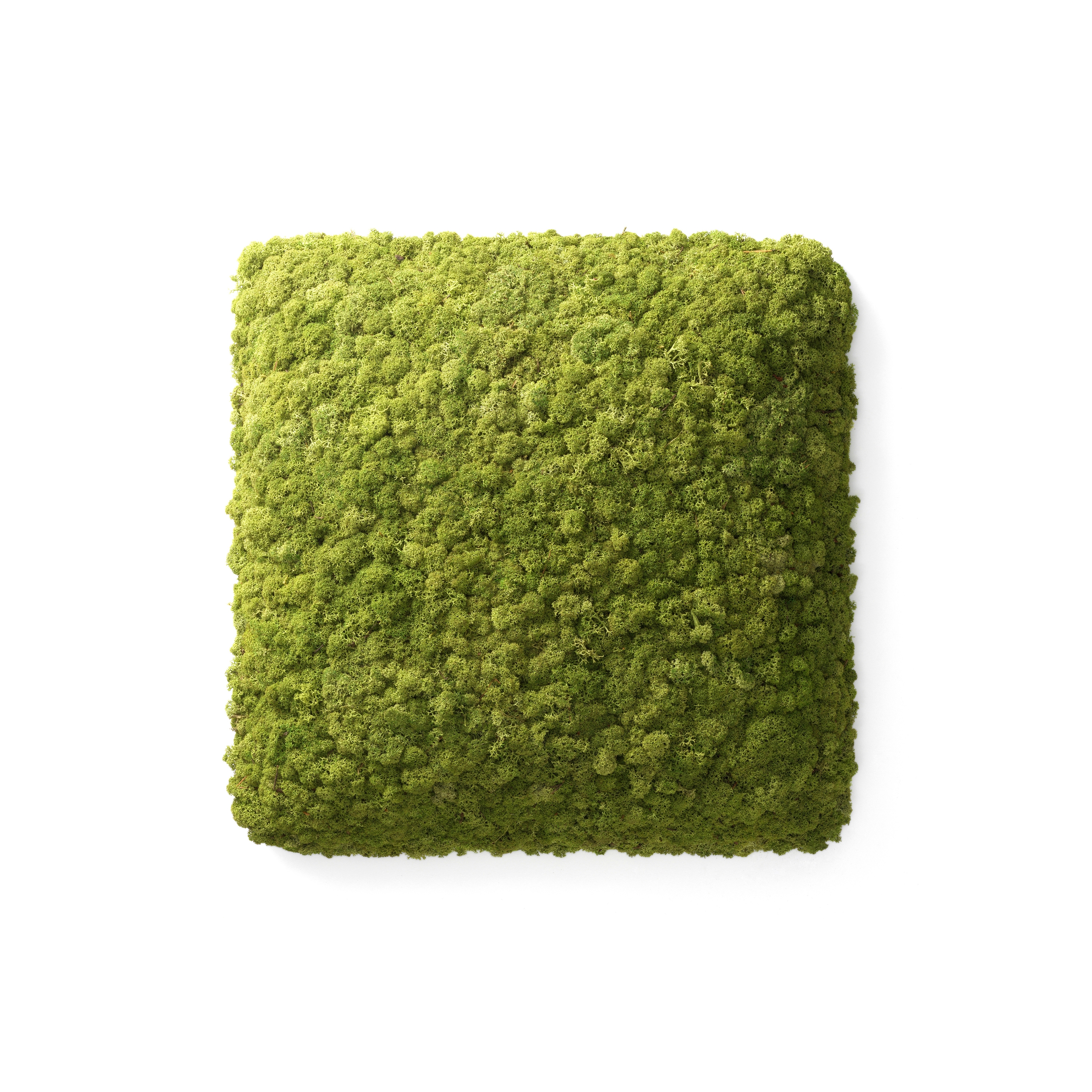 Display product Convex Square from manufacturer Nordgröna