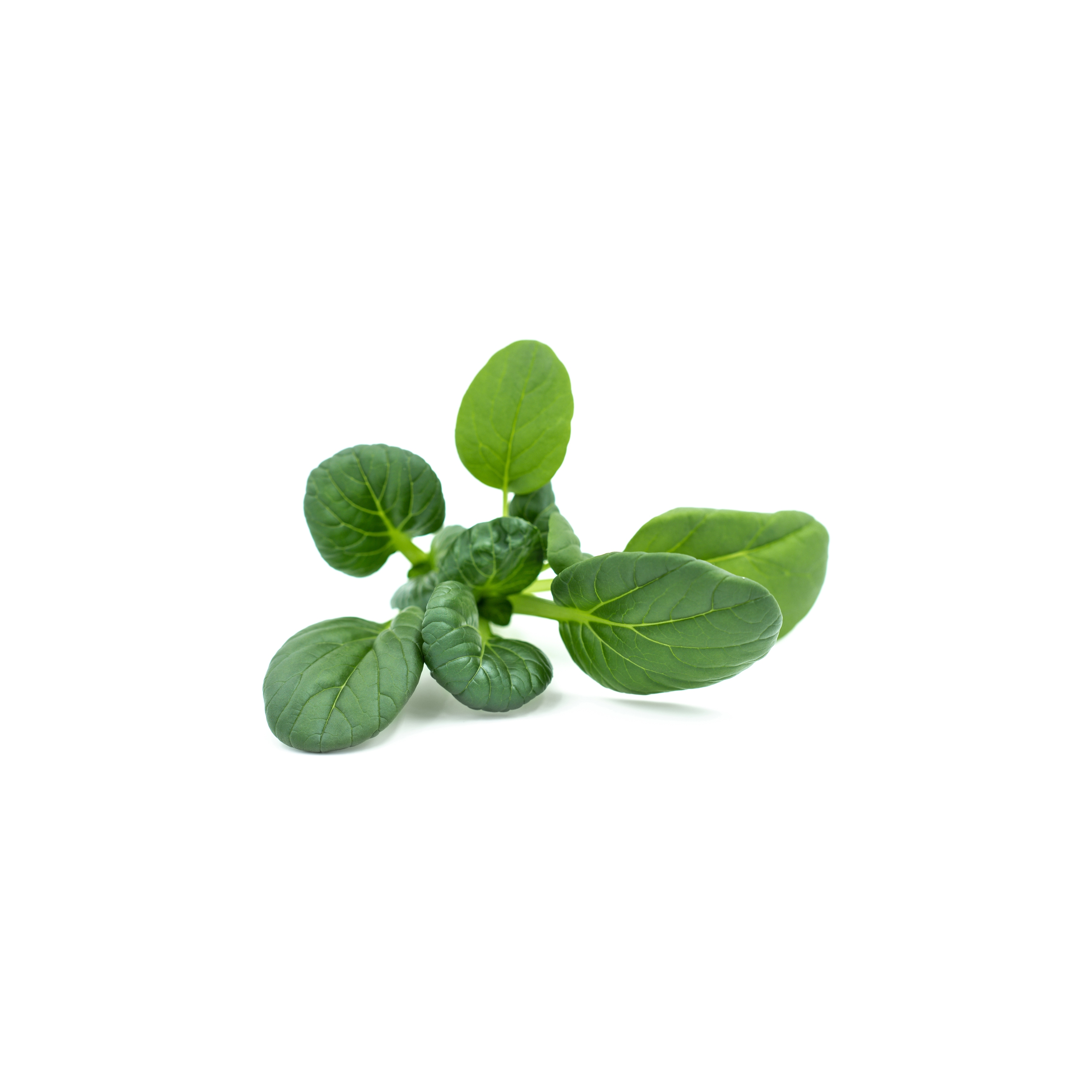 Mostra il prodotto Tatsoi del produttore agrilution