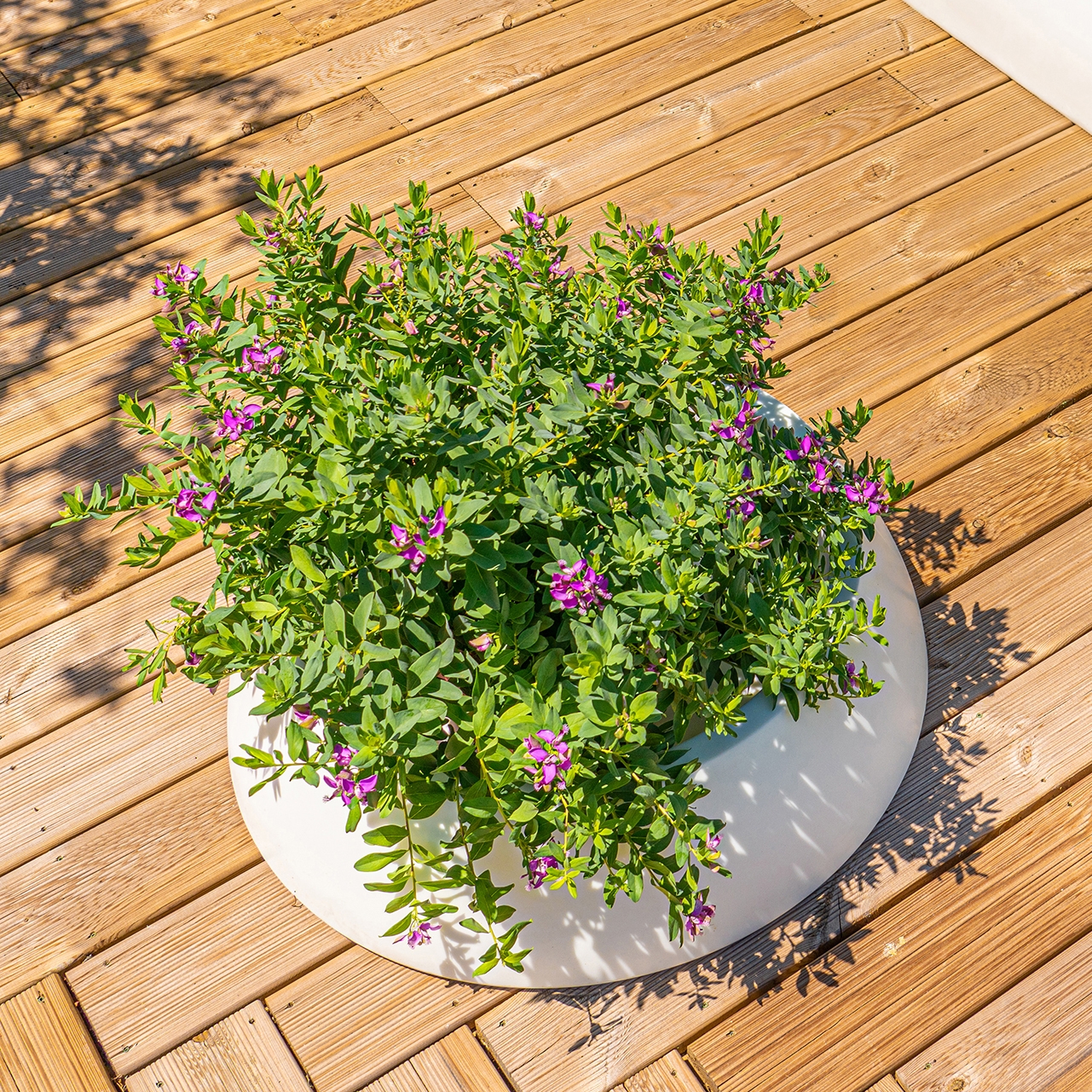 Mostra il prodotto Sun Planter del produttore Sit