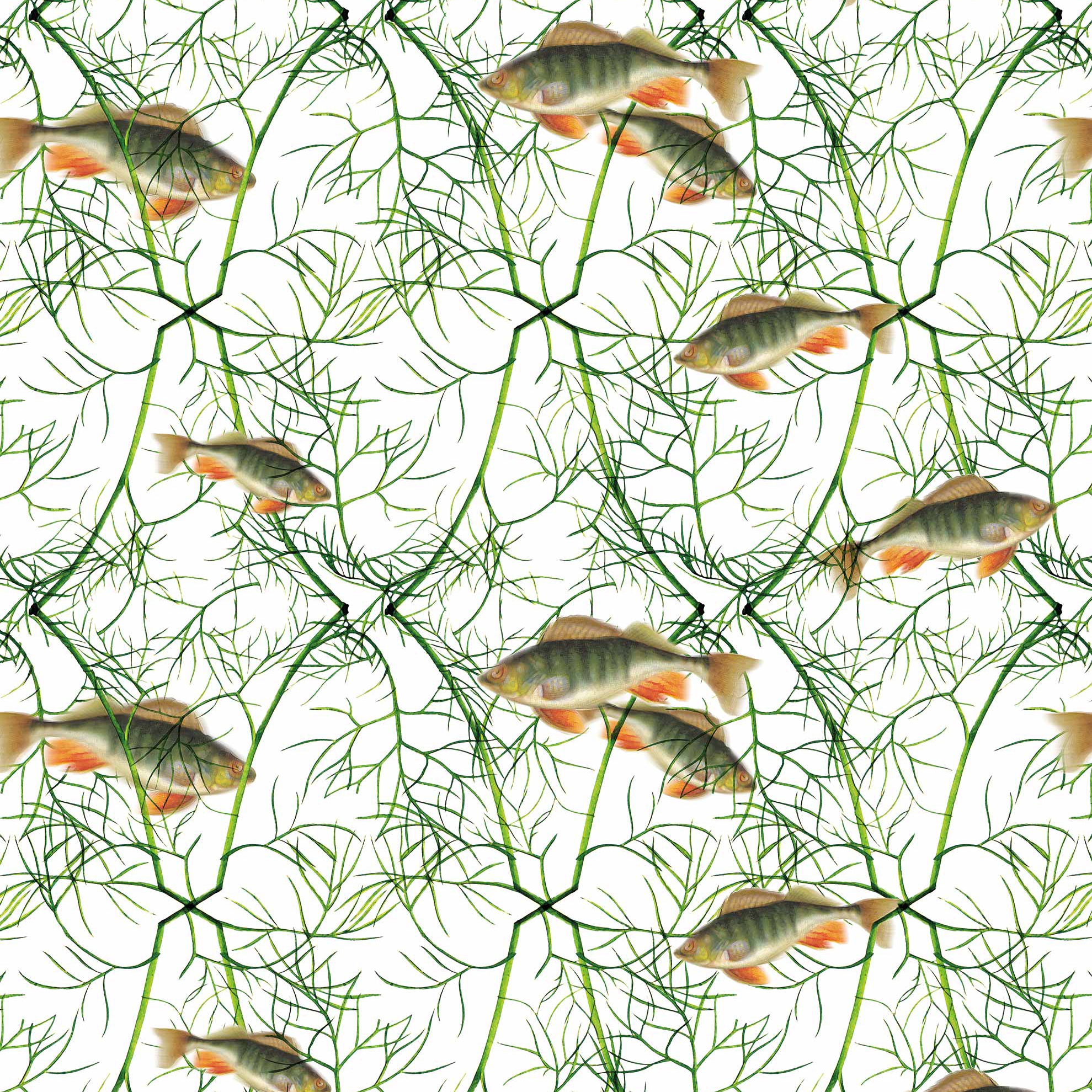 Fish With Dill