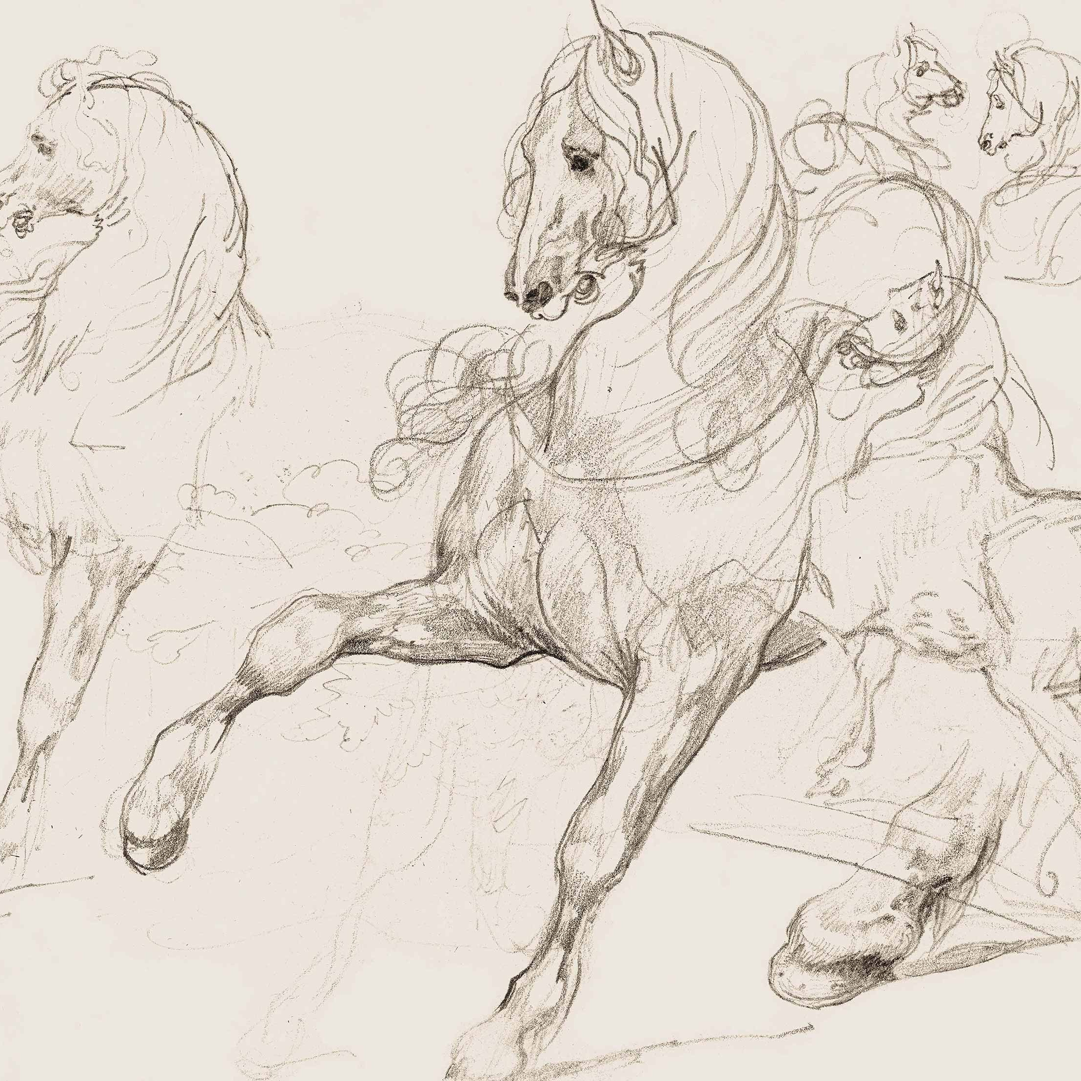 Horse Studies