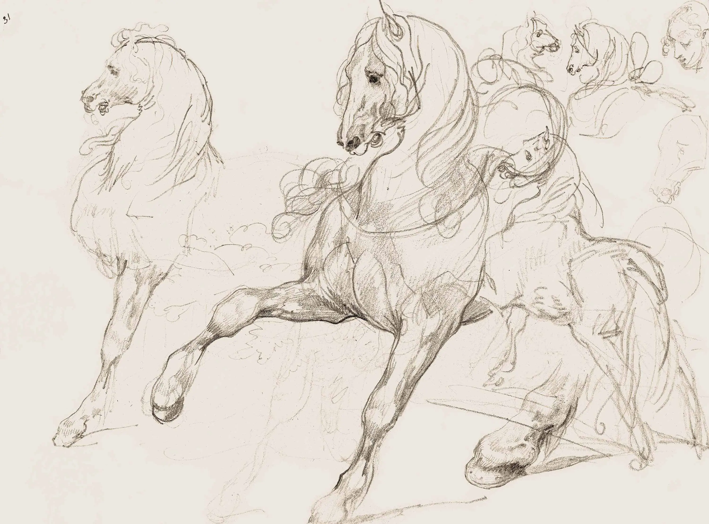 GMM - Horse Studies