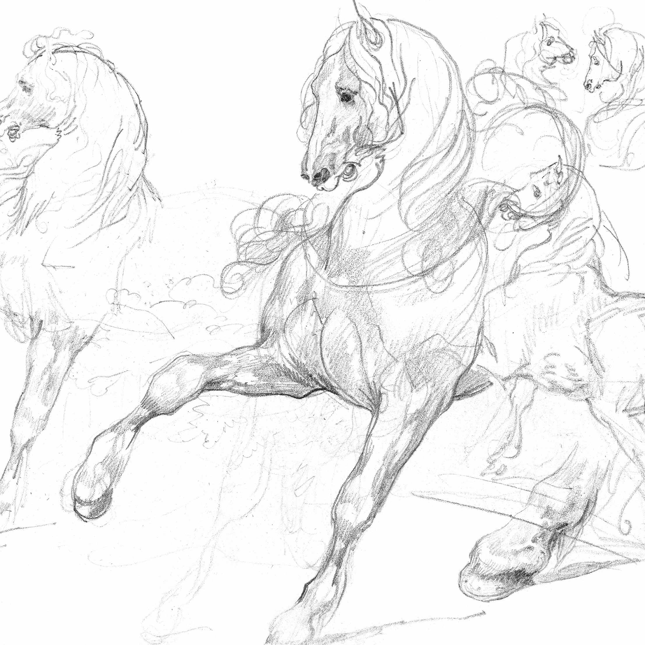 Horse Studies