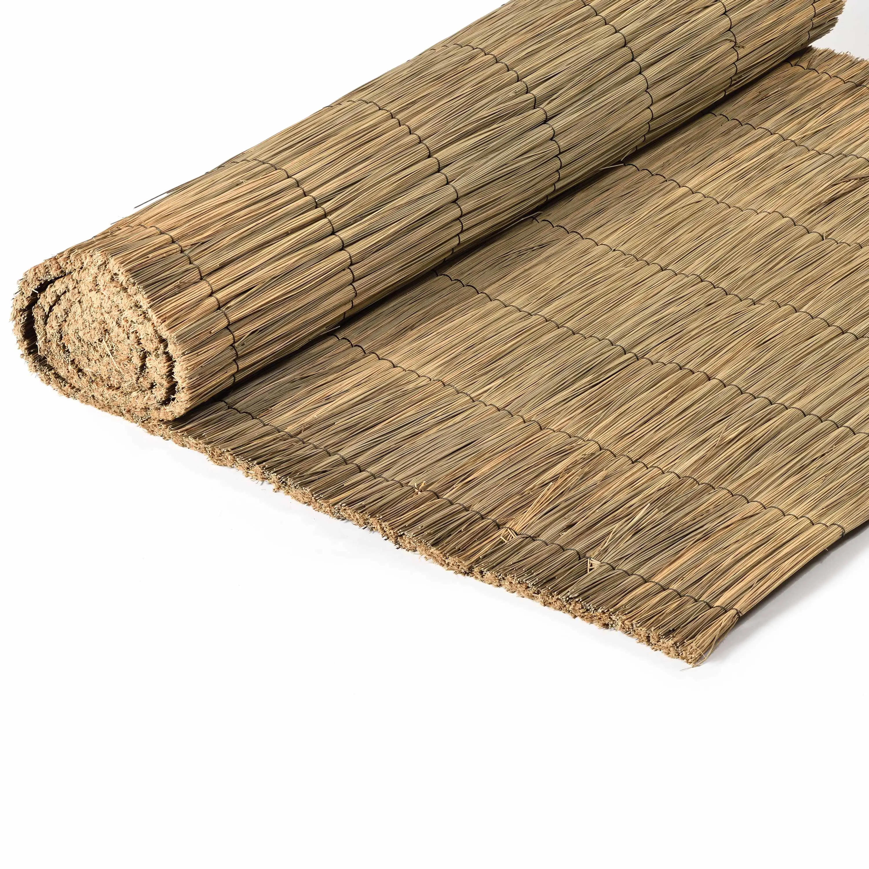 Caneplexus - Branches | Thach