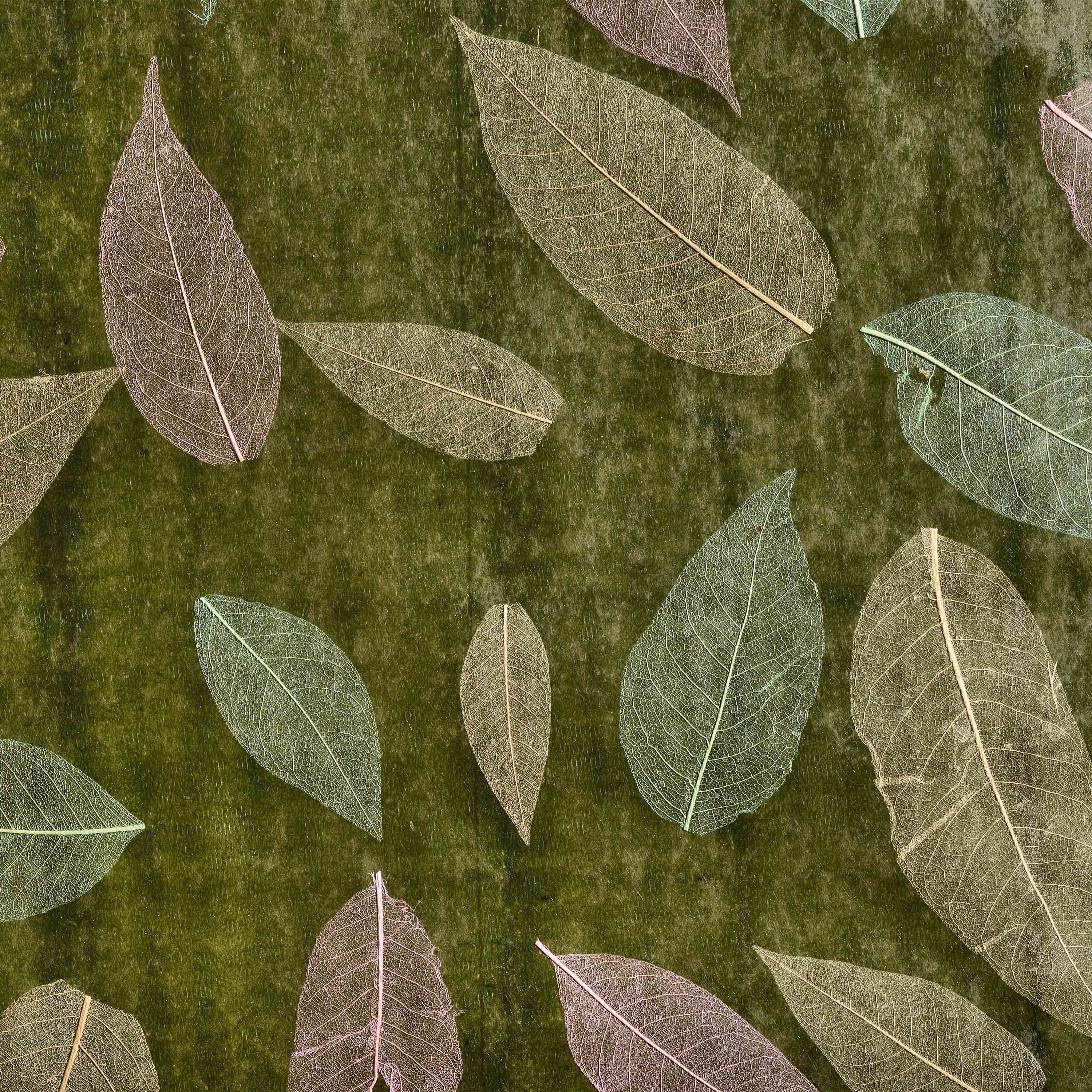 Produkt Wallpapers | W161 des Herstellers Caneplexus anzeigen