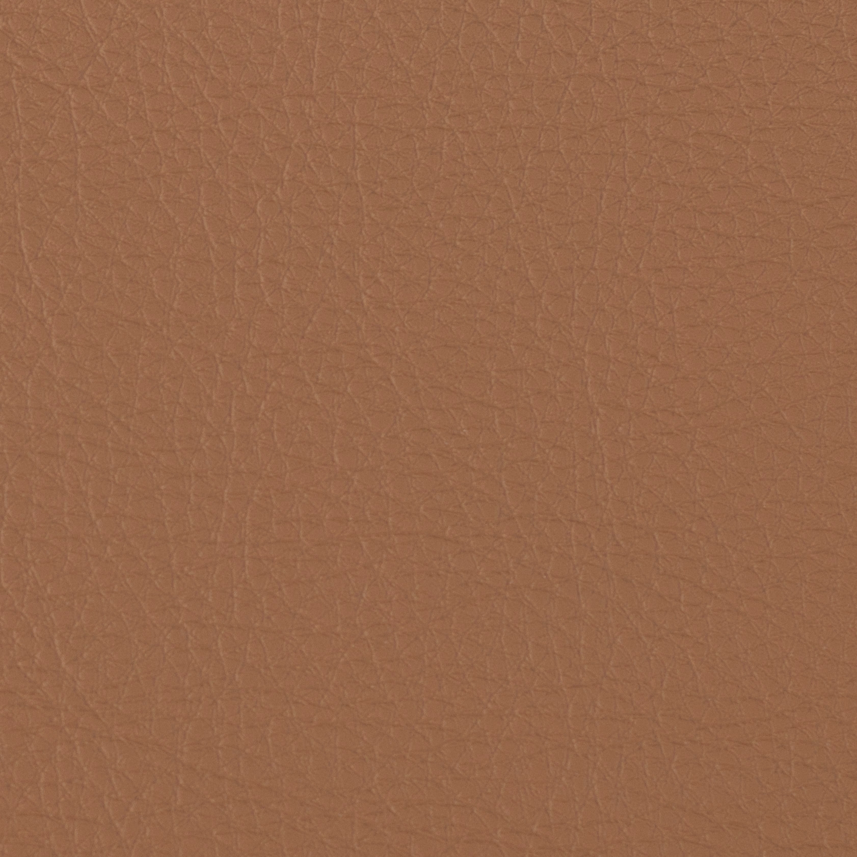 Prodigy | Empire Tan
