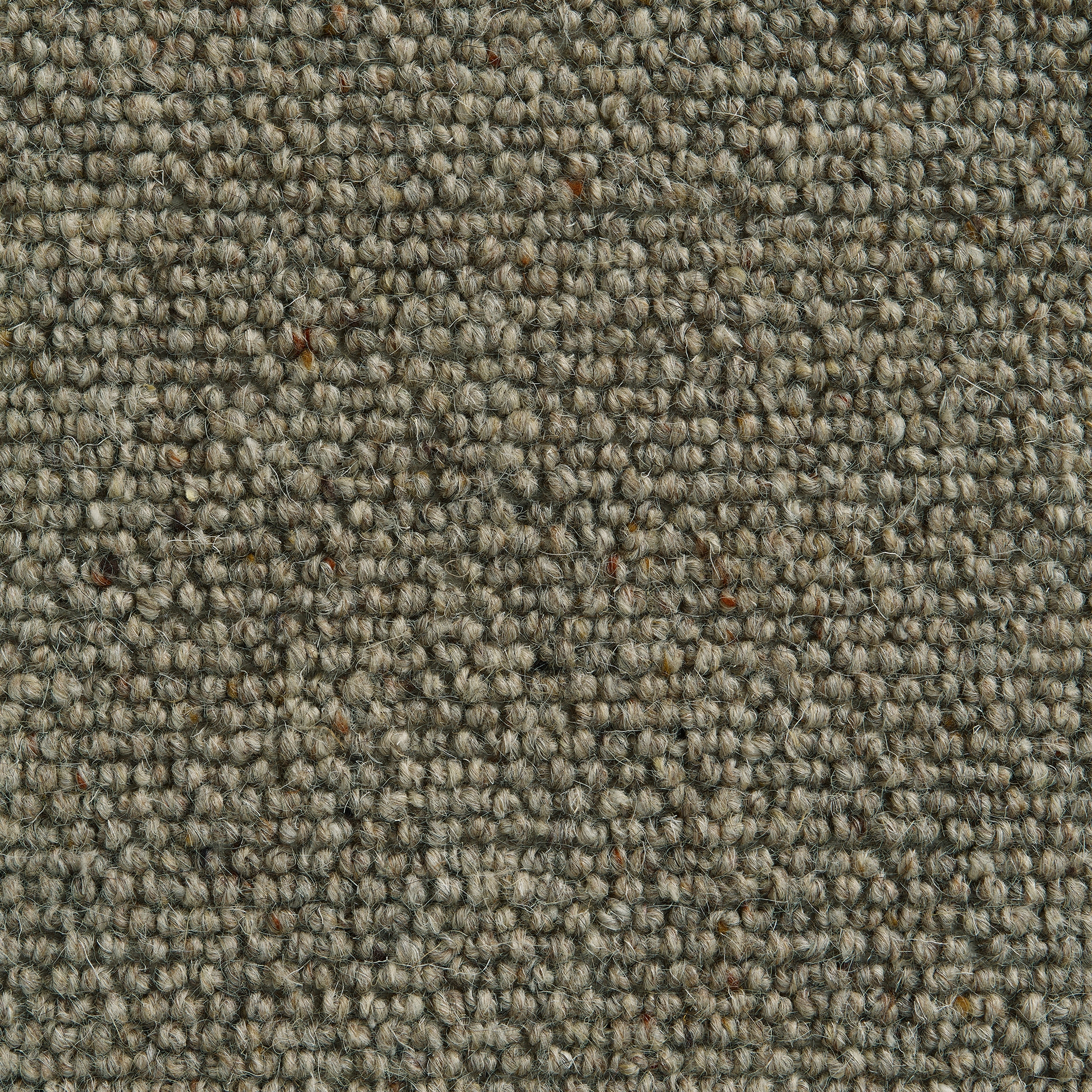 Dublin 199 Wheat