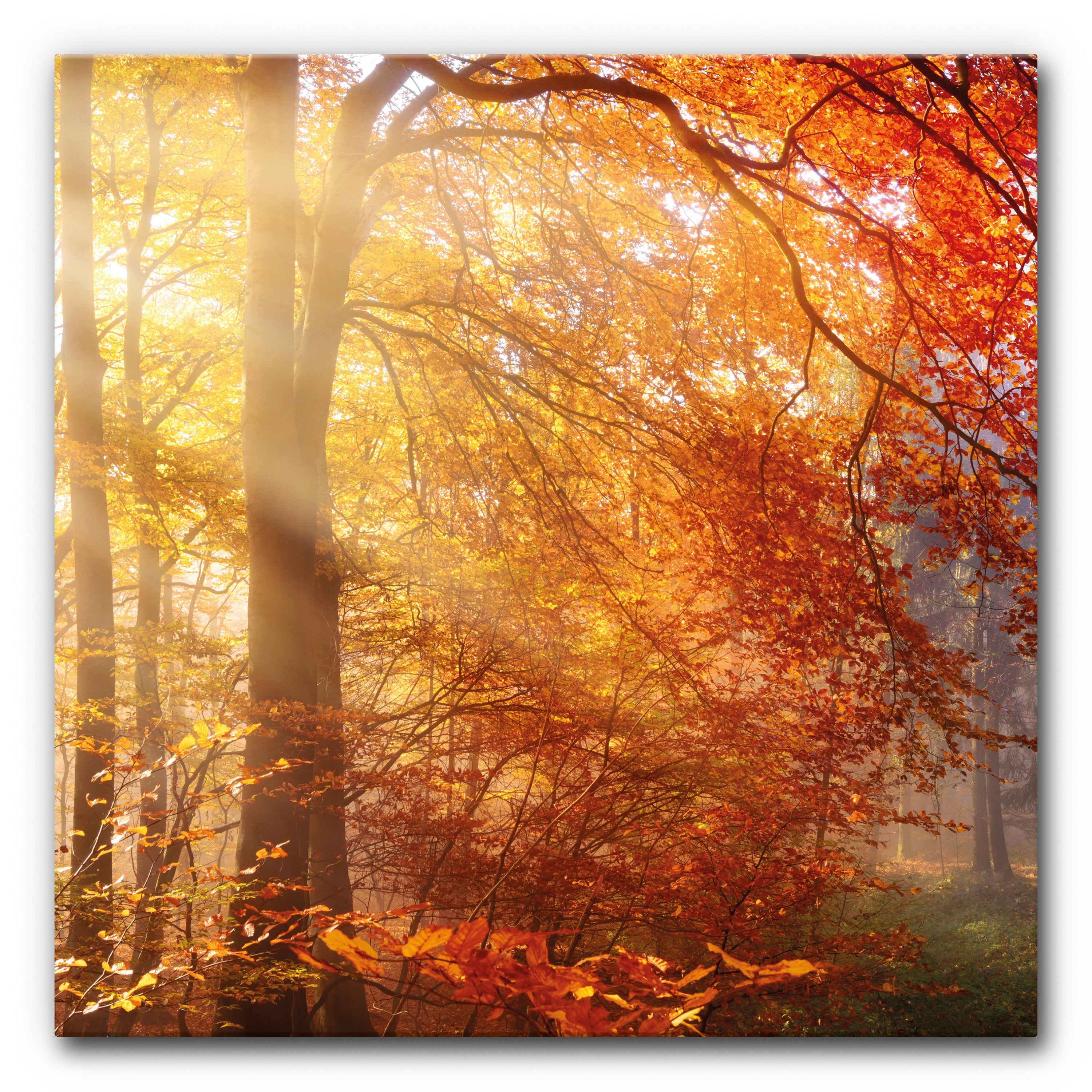 Display product Sound Absorbing Acoustic Frame Motif Herbstwald 3 from manufacturer Akustikbild-Manufaktur
