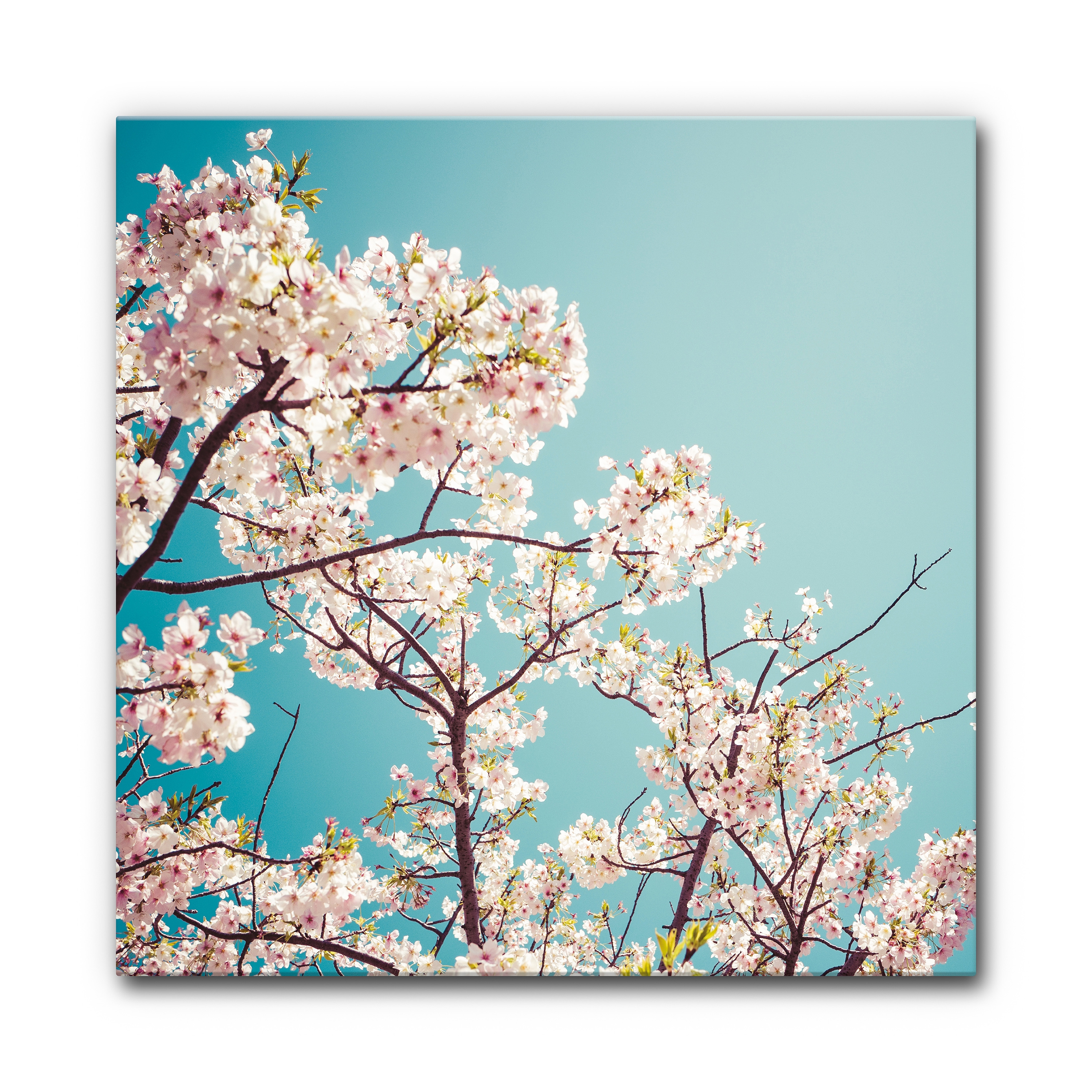 Display product Sound Absorbing Acoustic Frame Motif Kirschbluete 3 from manufacturer Akustikbild-Manufaktur