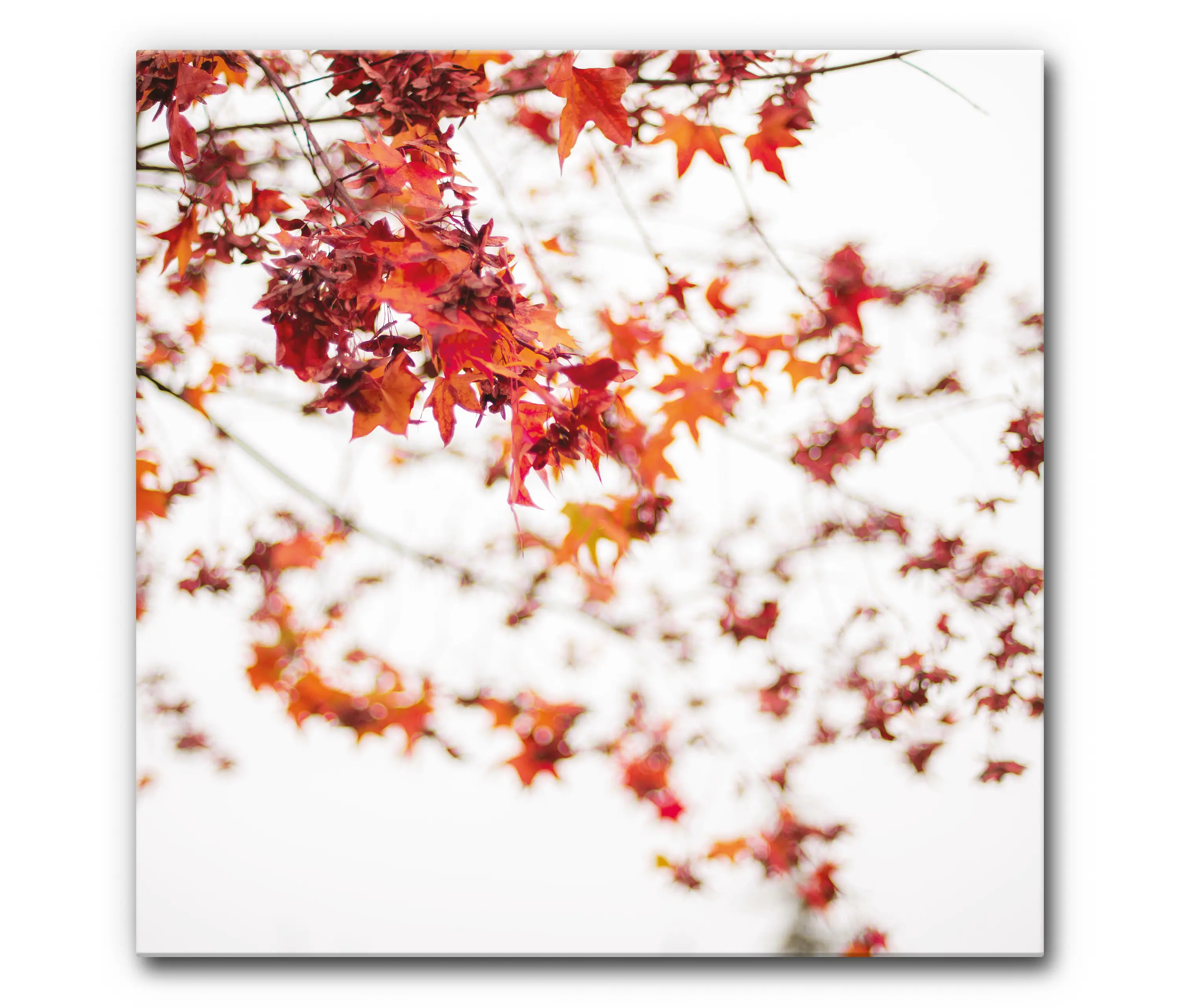 Akustikbild-Manufaktur - Sound Absorbing Acoustic Frame Motif Red Leaves on White