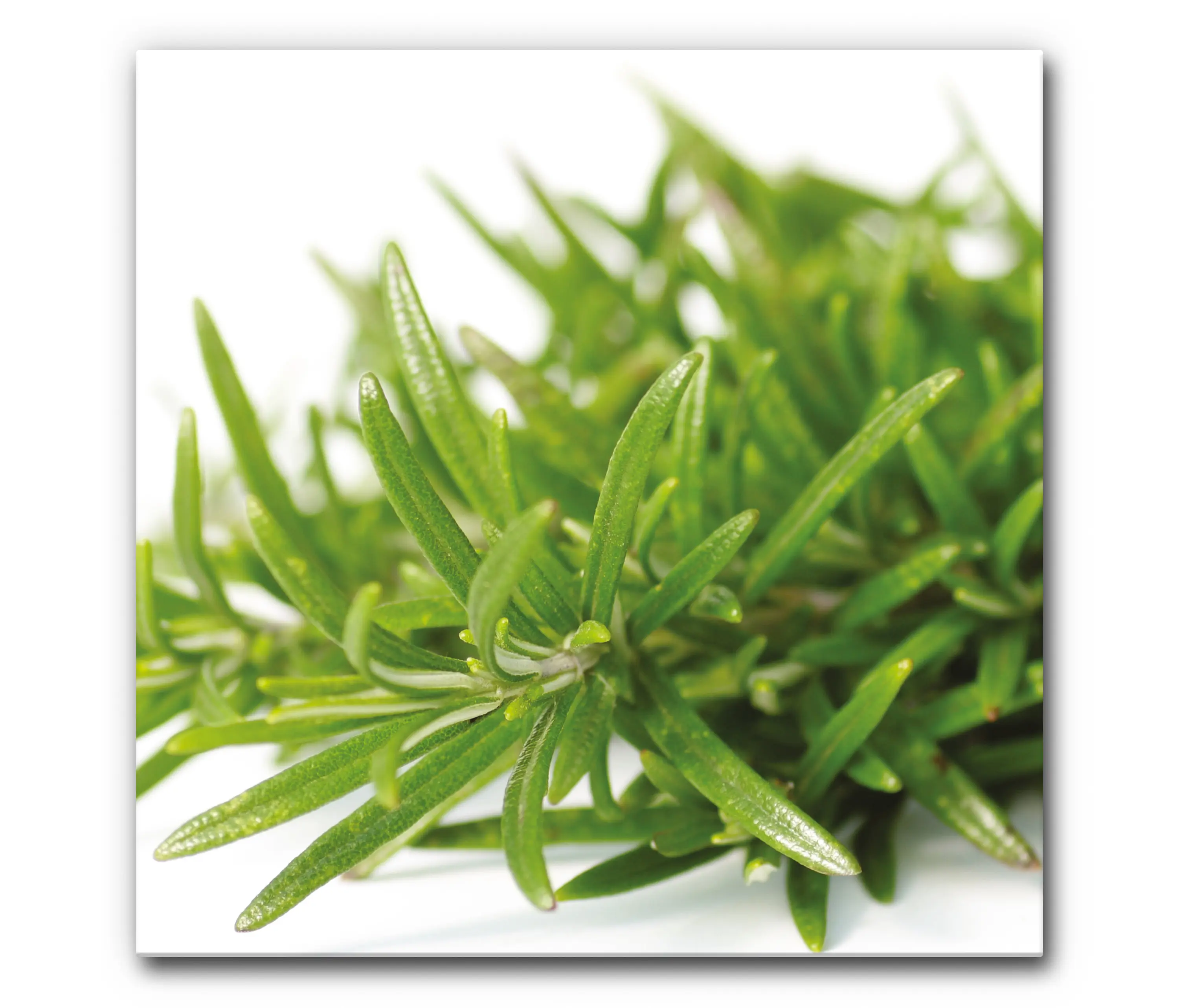 Akustikbild-Manufaktur - Sound Absorbing Acoustic Frame Motif Rosmarin