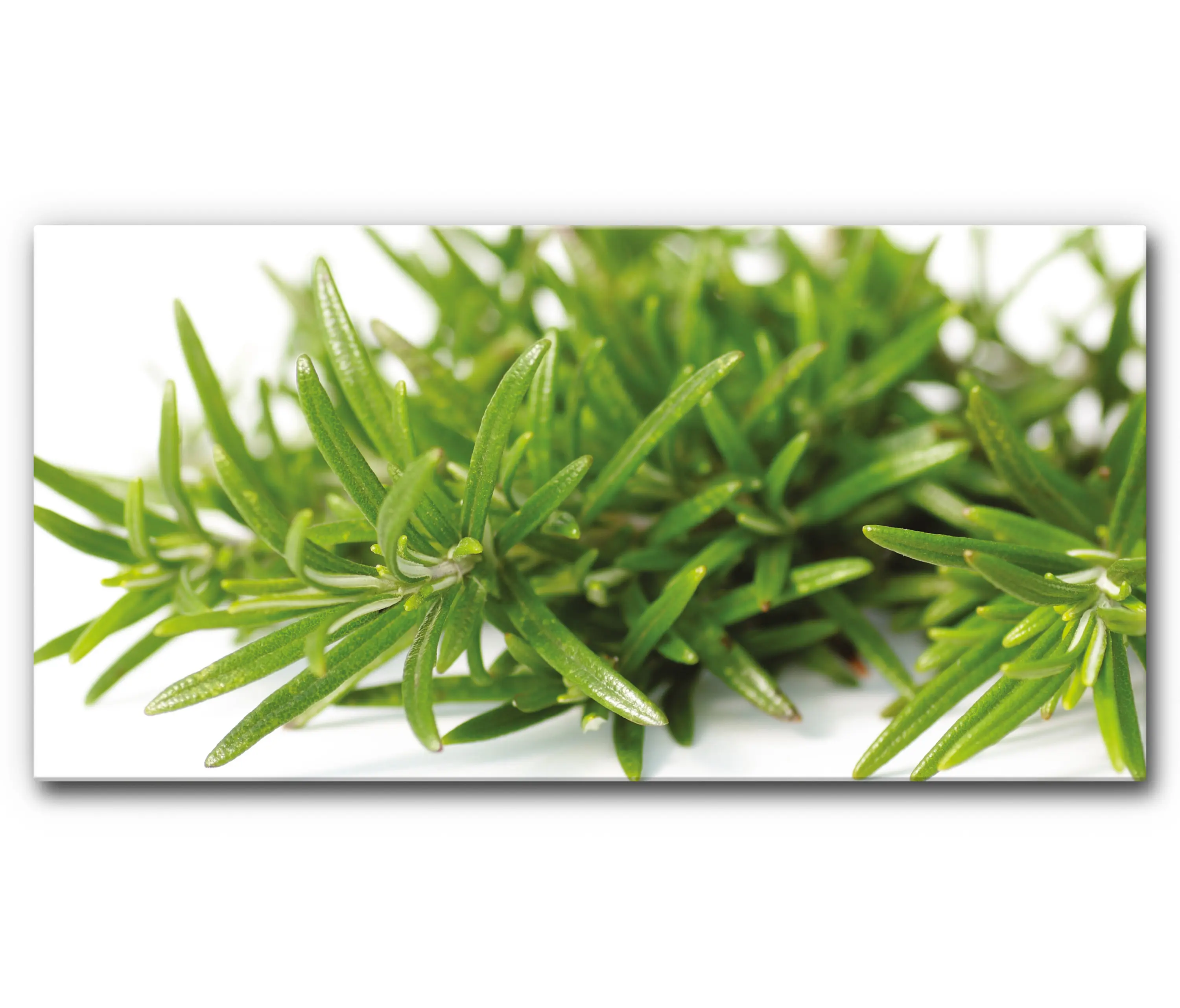 Akustikbild-Manufaktur - Schallabsorber Akustikbild Rosmarin