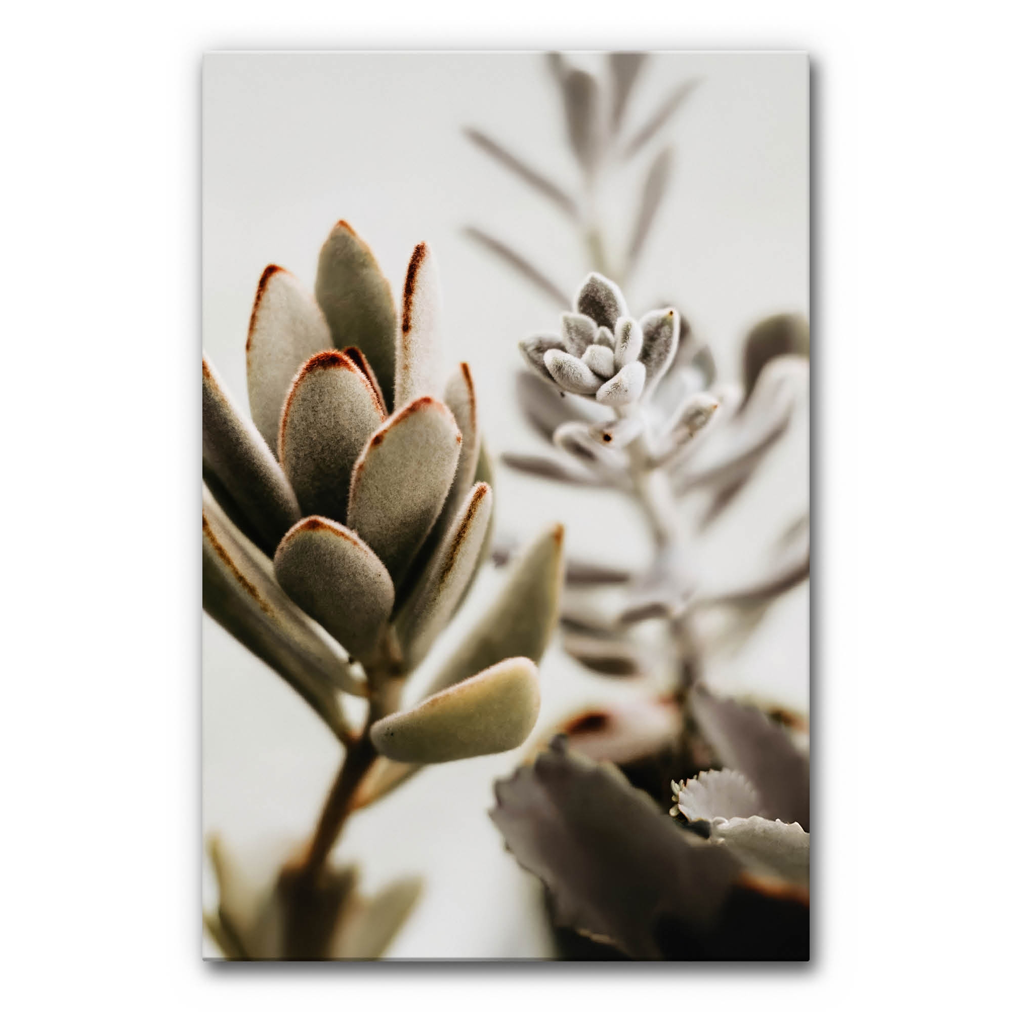 Mostra il prodotto Sound absorber acoustic image Succulents II del produttore Akustikbild-Manufaktur