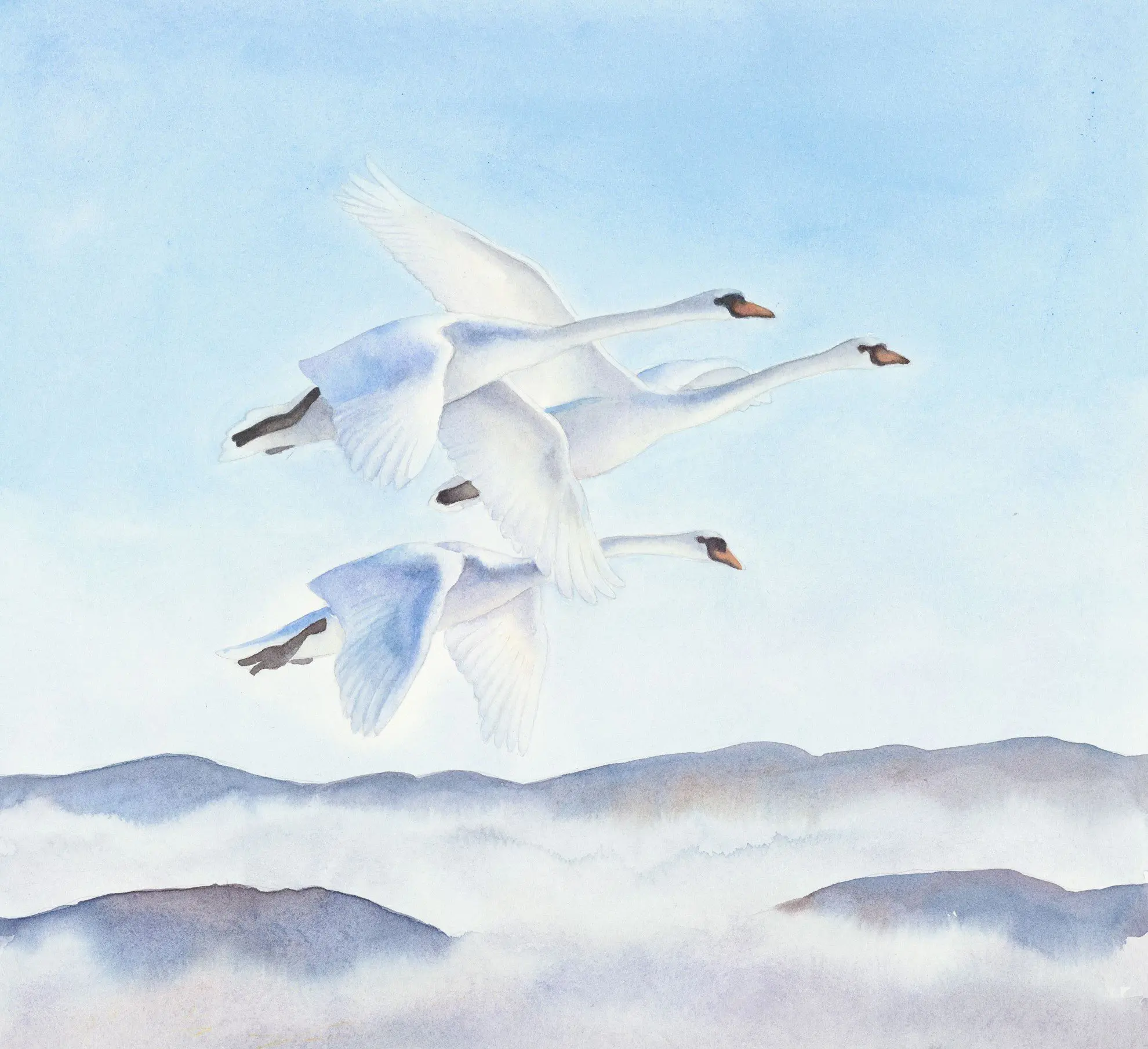 Absoluta Collection - Flying Swans