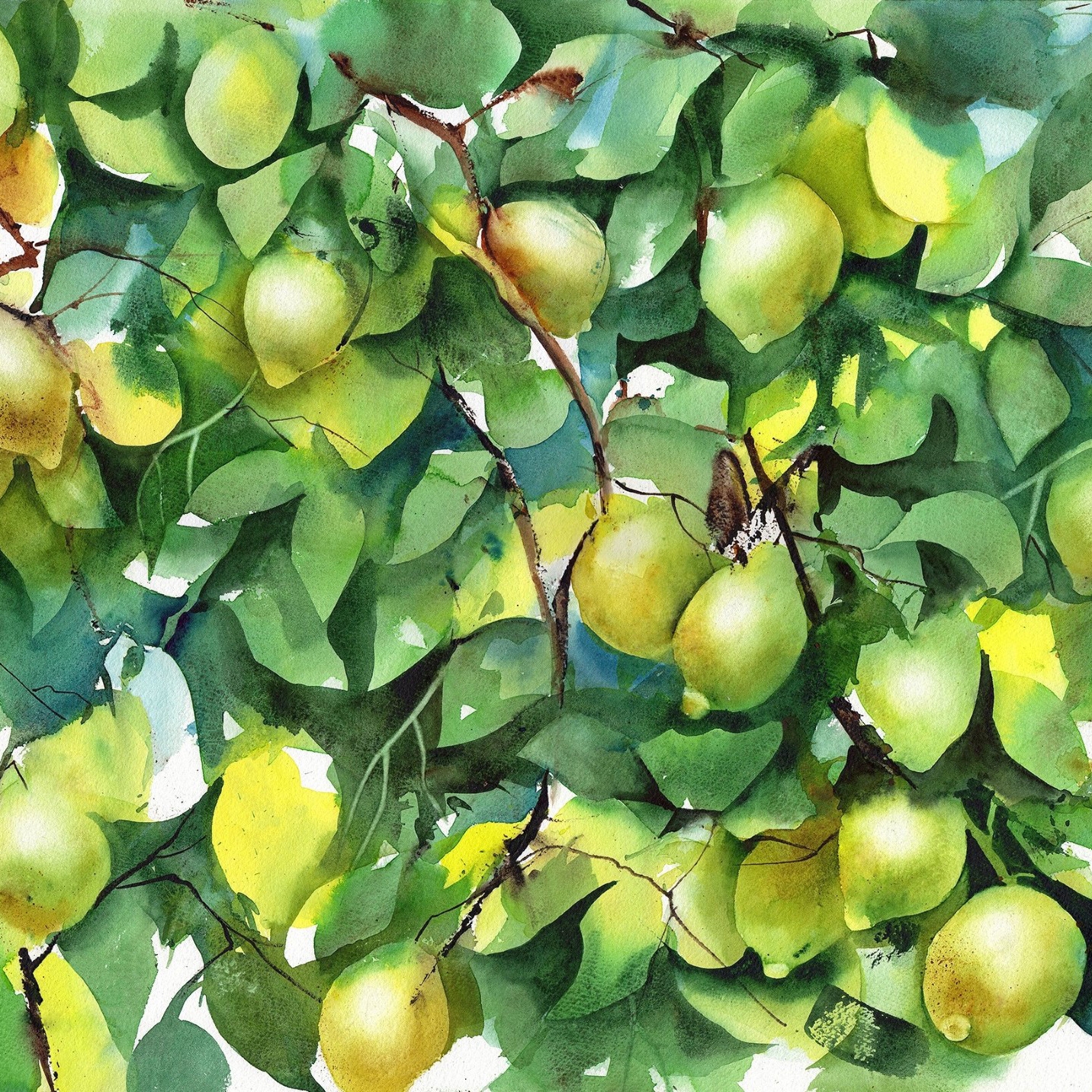 Produkt Limoni | Original des Herstellers Absoluta Collection anzeigen