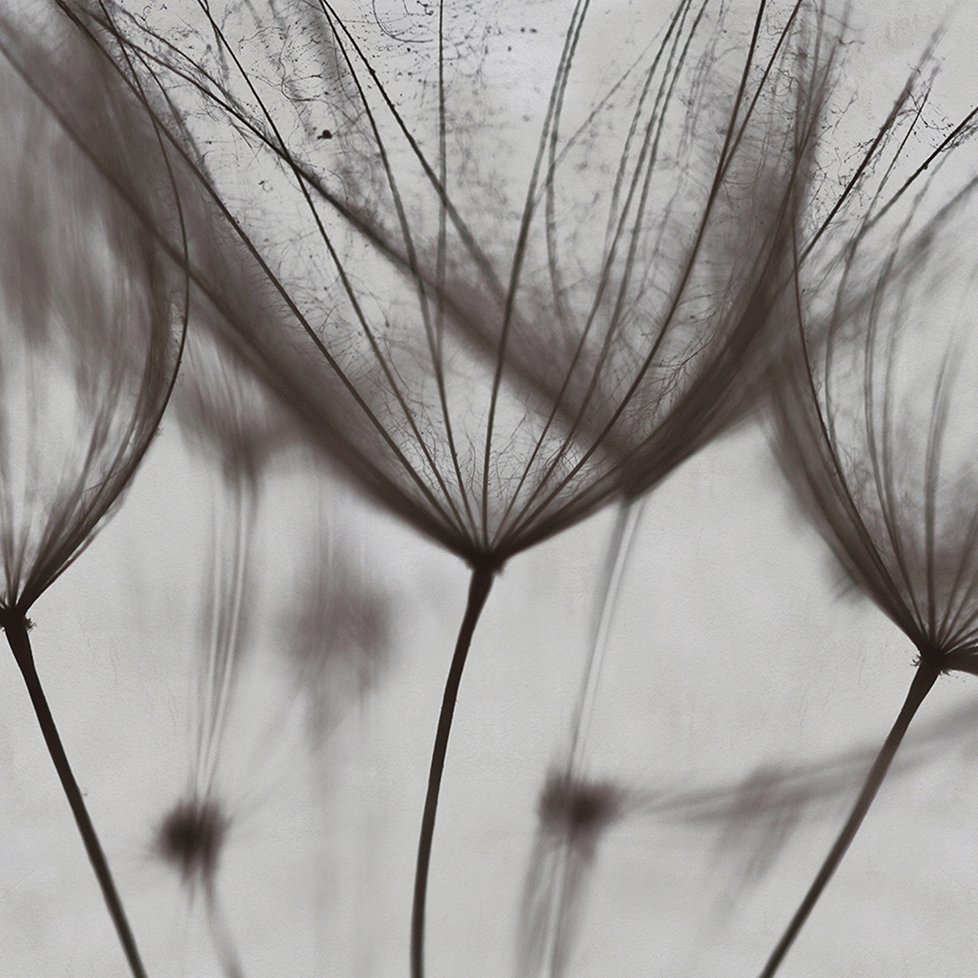 Mostra il prodotto Dandelion del produttore WallyArt