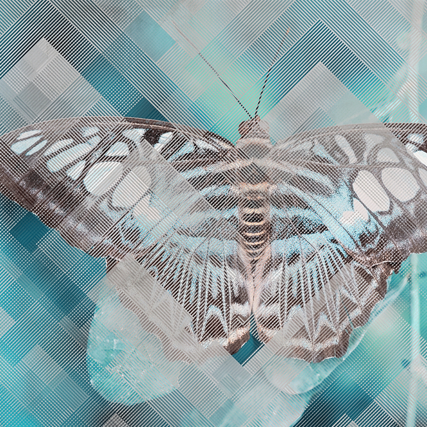 Moth