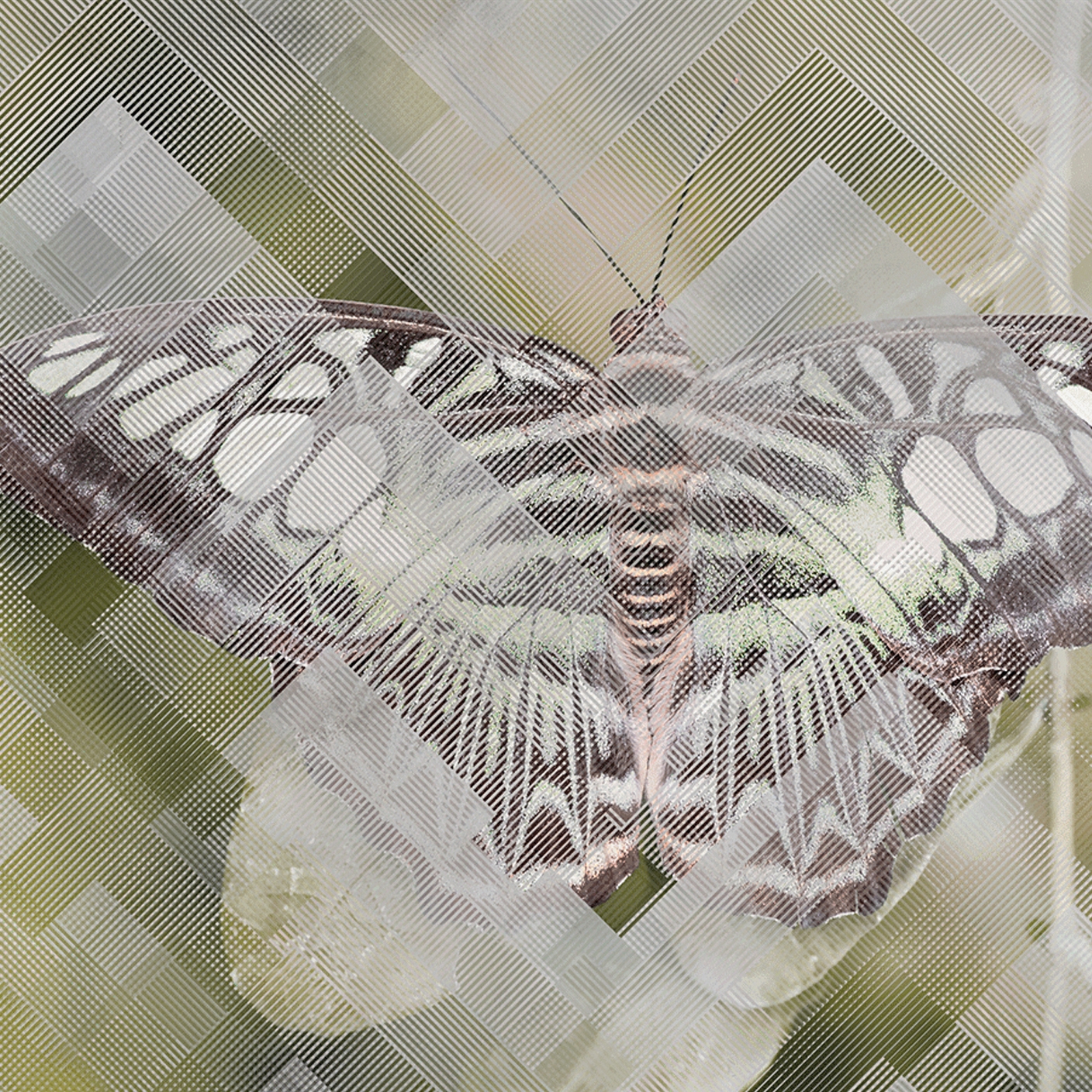Moth