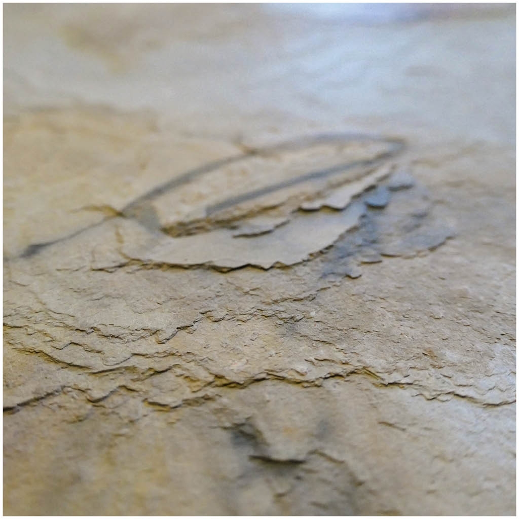 Afficher le produit Slate-Lite | Falling Leaves du fabricant Slate Lite