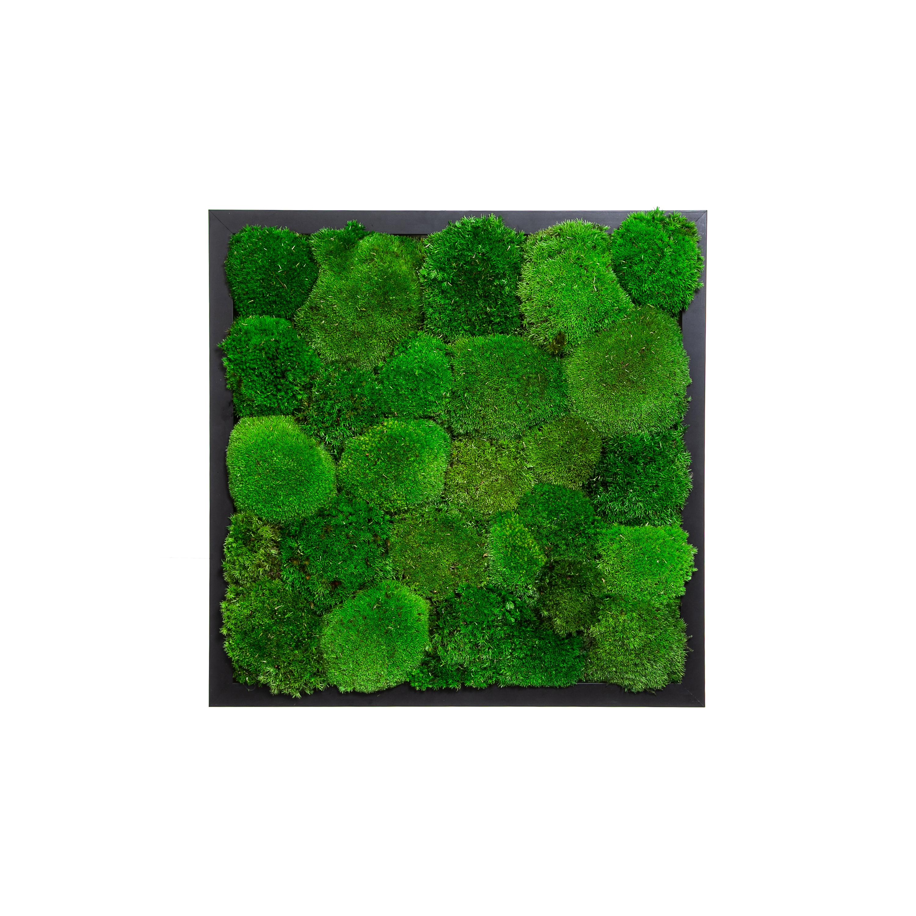 Display product Rectangular Moss Picture | Moss Picture With Ball Moss 40X40 from manufacturer Ekomoss