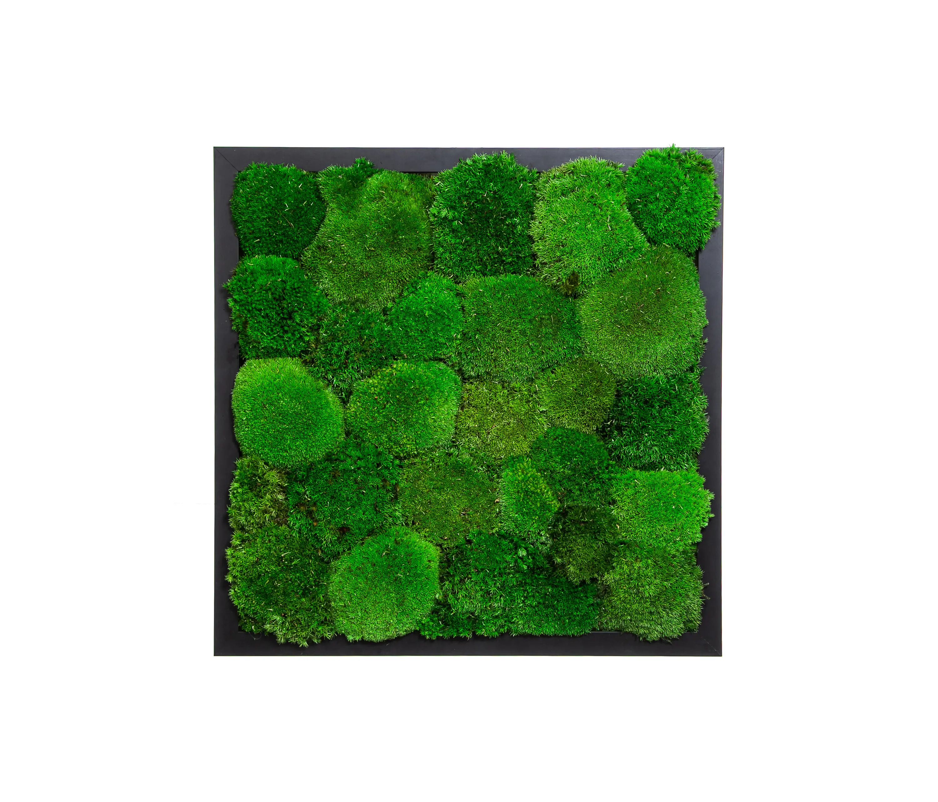 Ekomoss - Rectangular Moss Picture | Moss Picture With Ball Moss 40X40