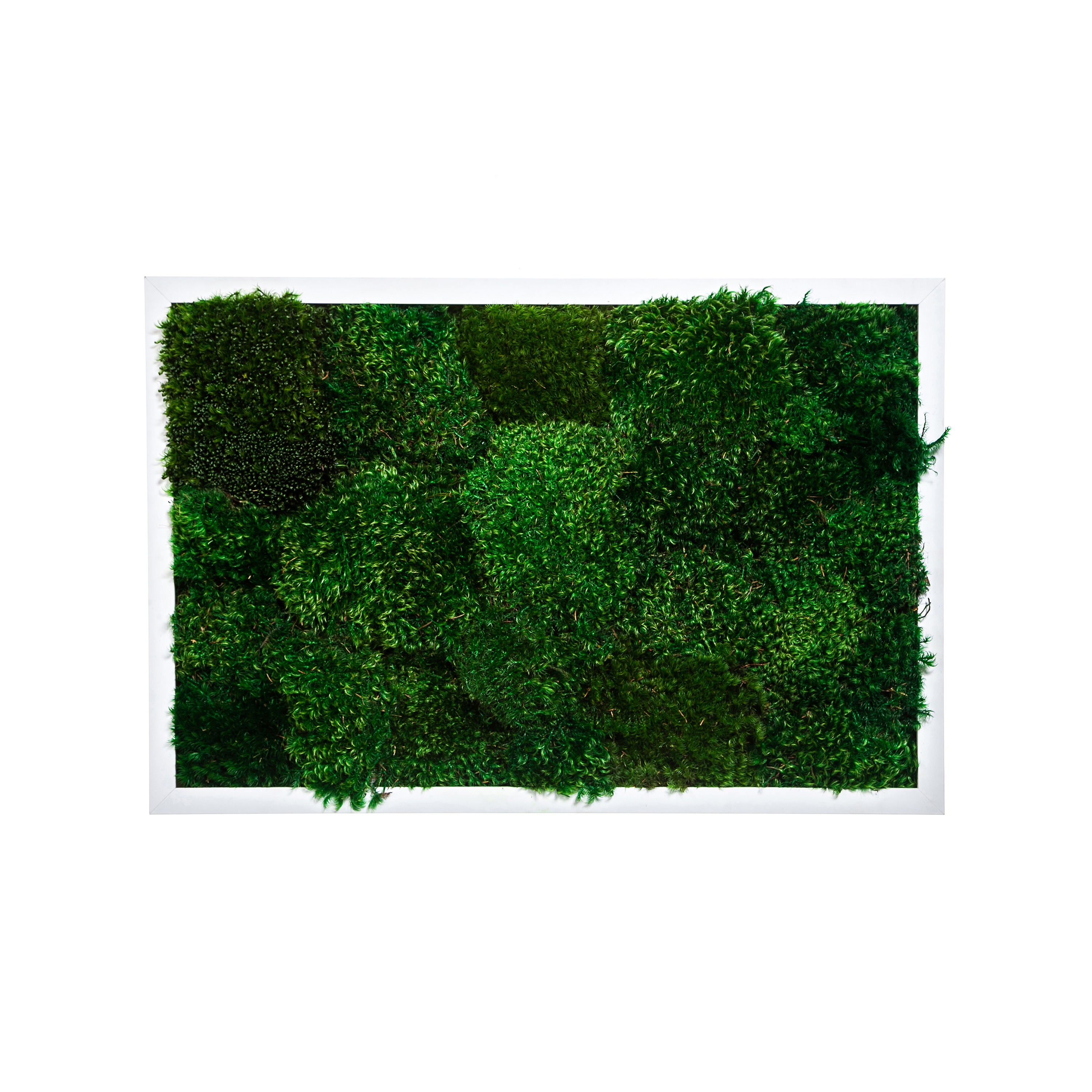 Display product Rectangular Moss Picture | Moss Picture With Provence Moss 40X40 from manufacturer Ekomoss