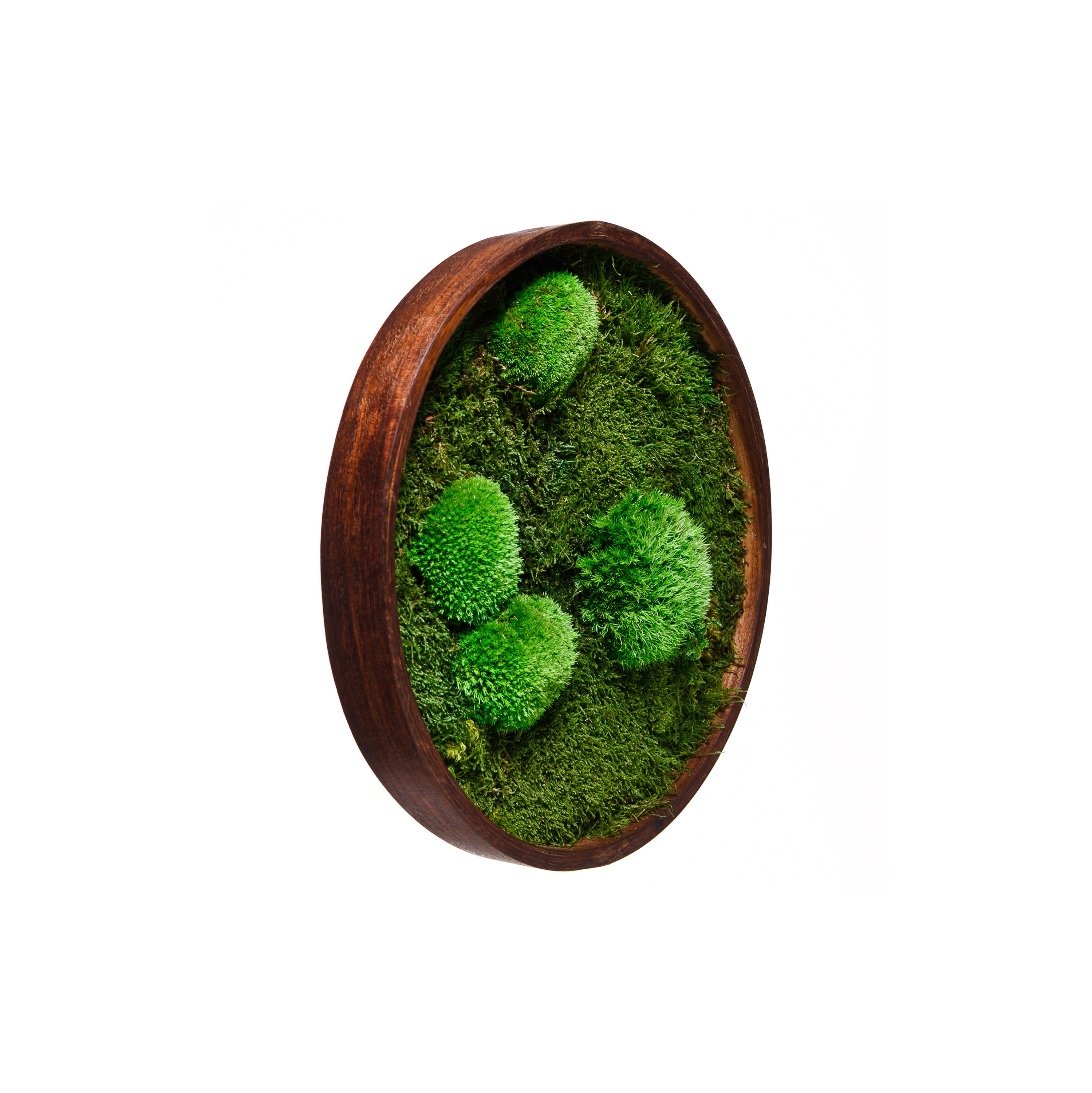 Display product Round Moss Pictures | Moss Picture With Ball Moss And Flat Moss 50 cm from manufacturer Ekomoss