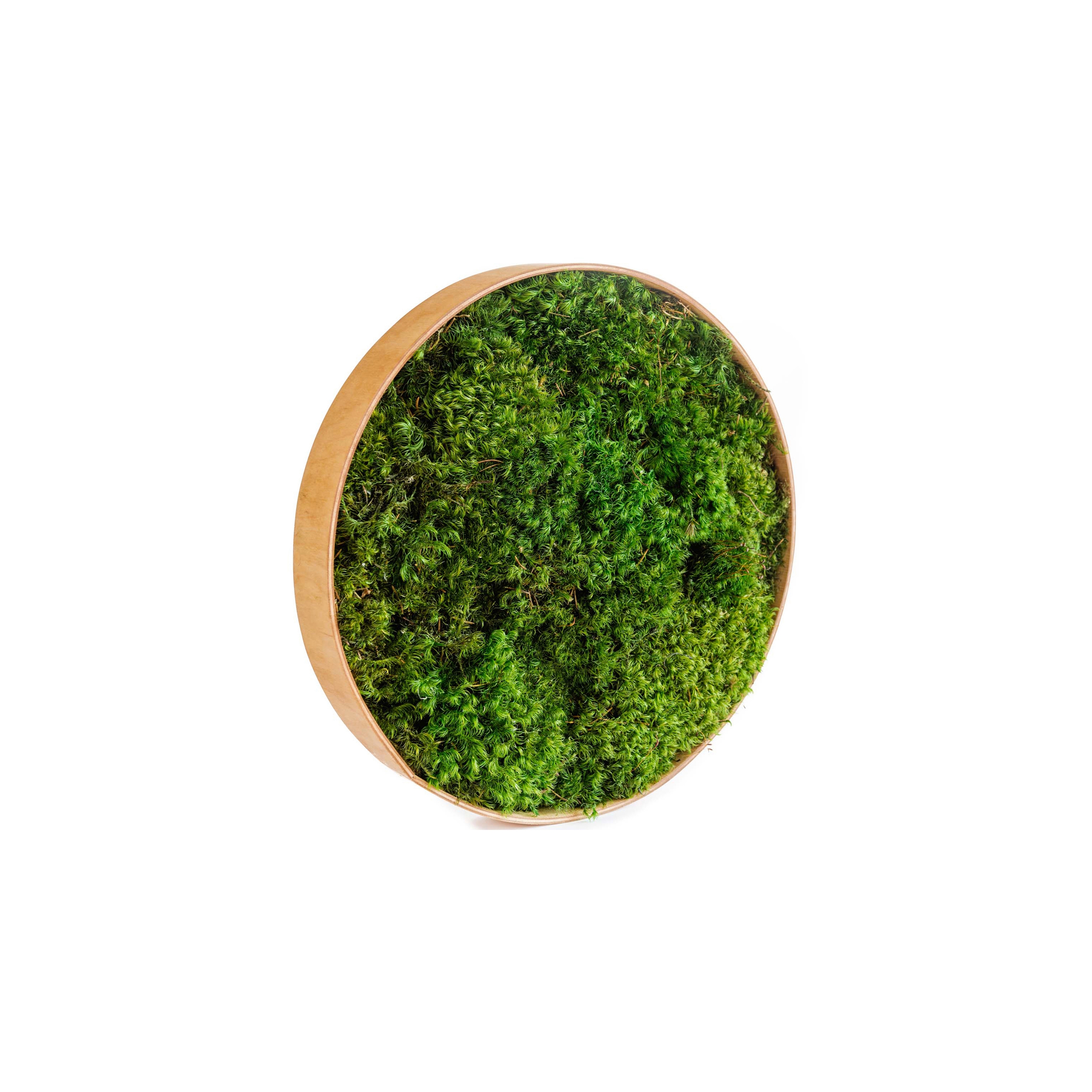 Display product Round Moss Pictures | Moss Picture With Provence Moss 30 cm from manufacturer Ekomoss
