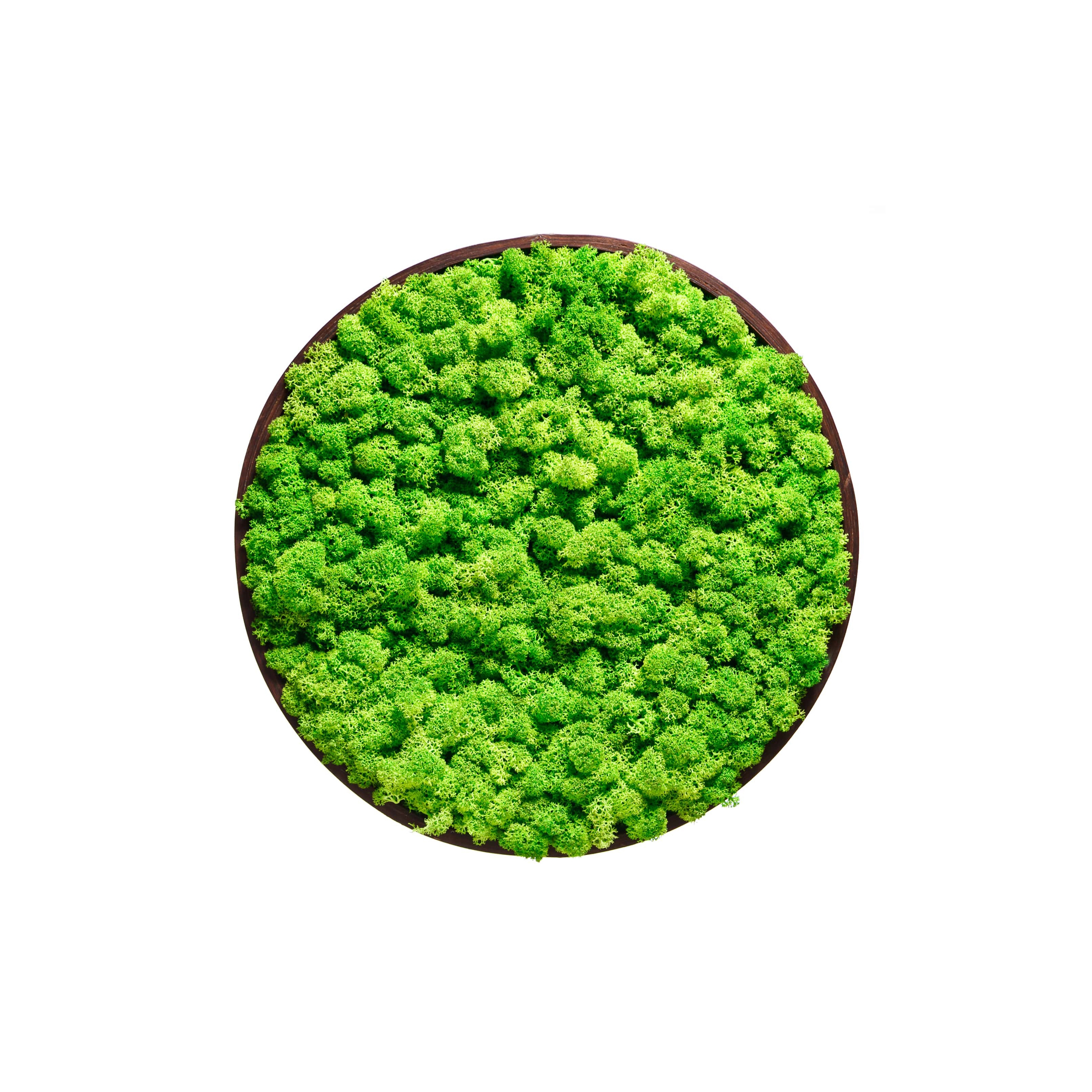 Display product Round Moss Pictures | Moss Picture With Reindeer Moss 50 cm from manufacturer Ekomoss