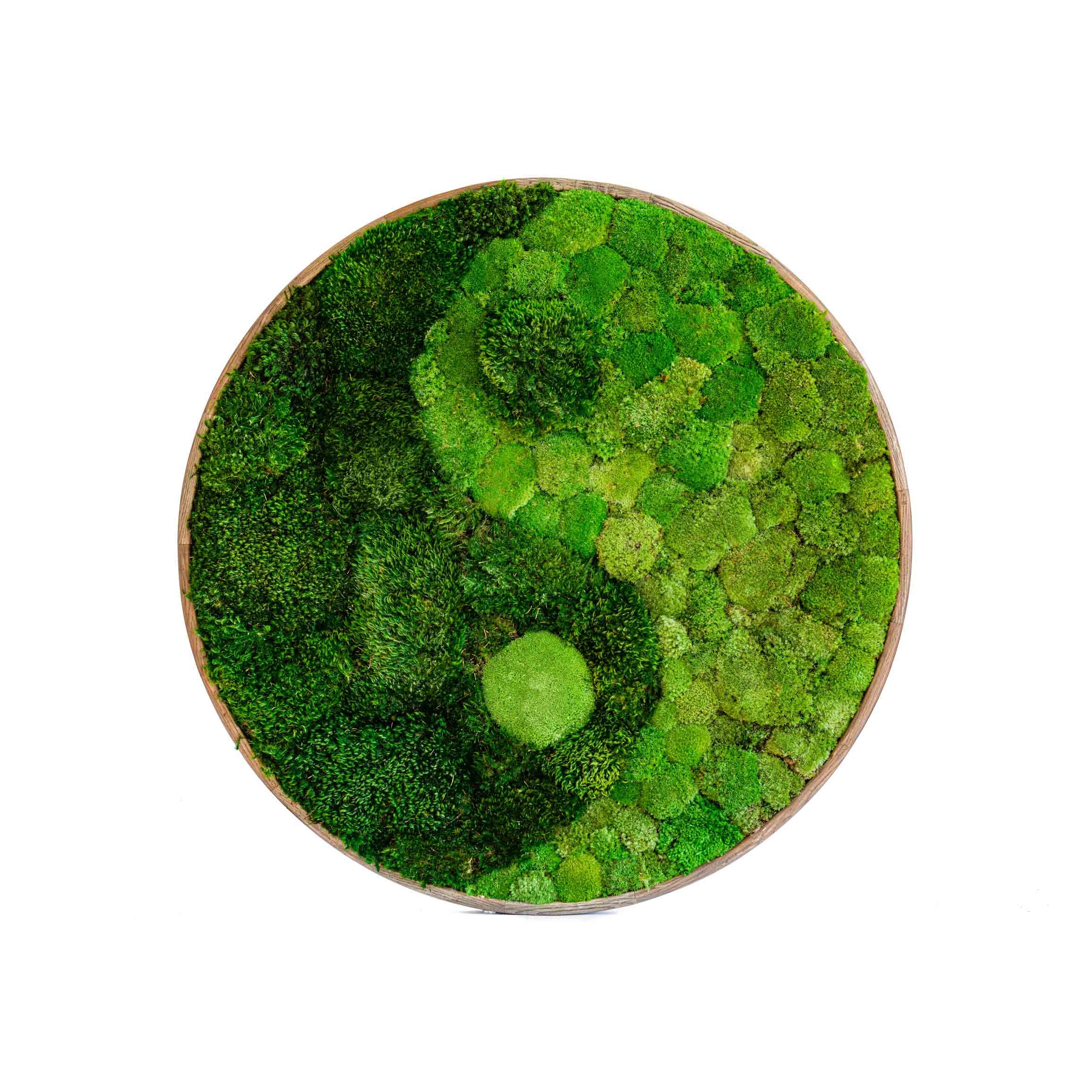 Display product Round Moss Pictures | Yin Yang Moss Picture With Ball Moss And Provence Moss from manufacturer Ekomoss