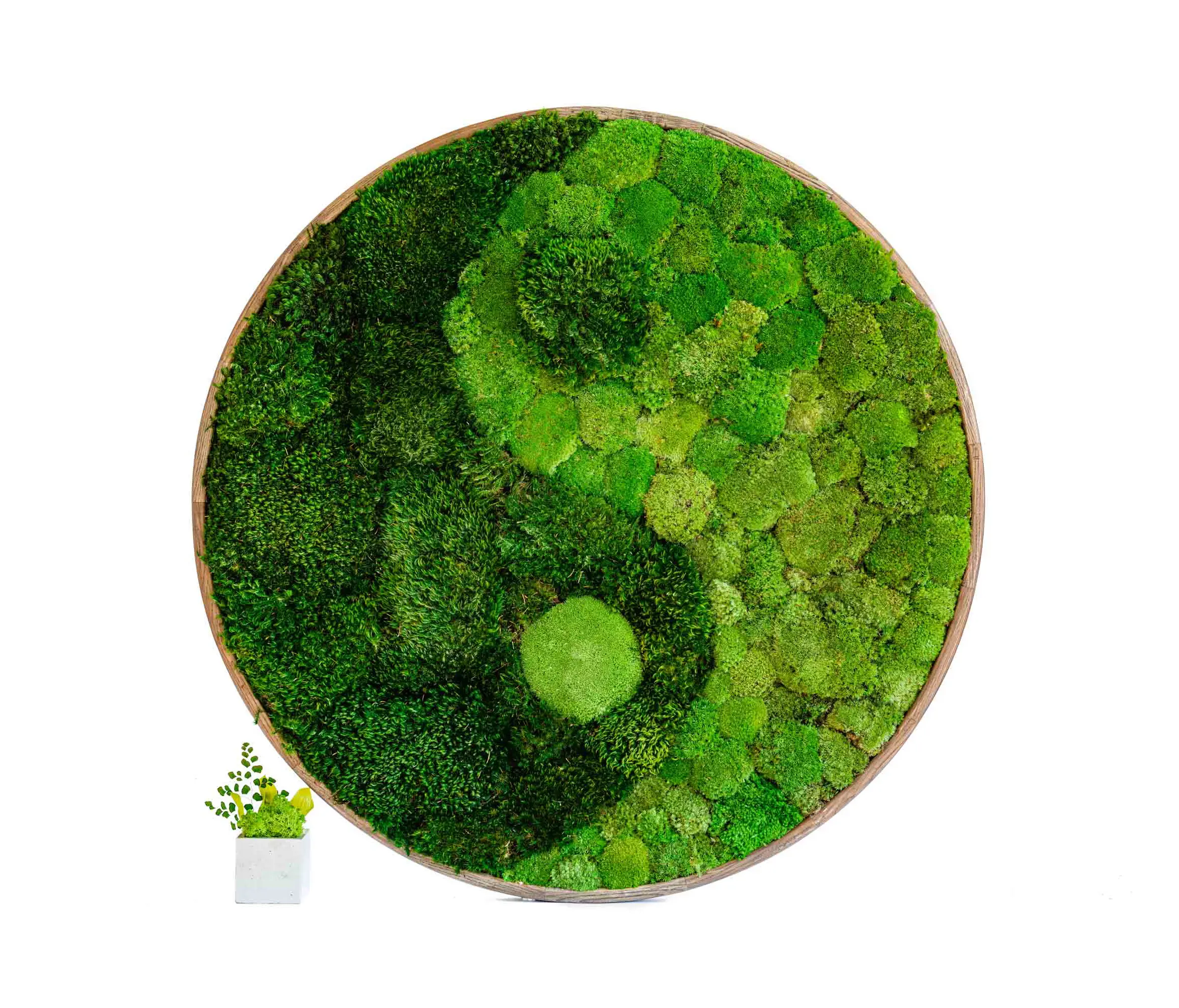 Ekomoss - Round Moss Pictures | Yin Yang Moss Picture With Ball Moss And Provence Moss