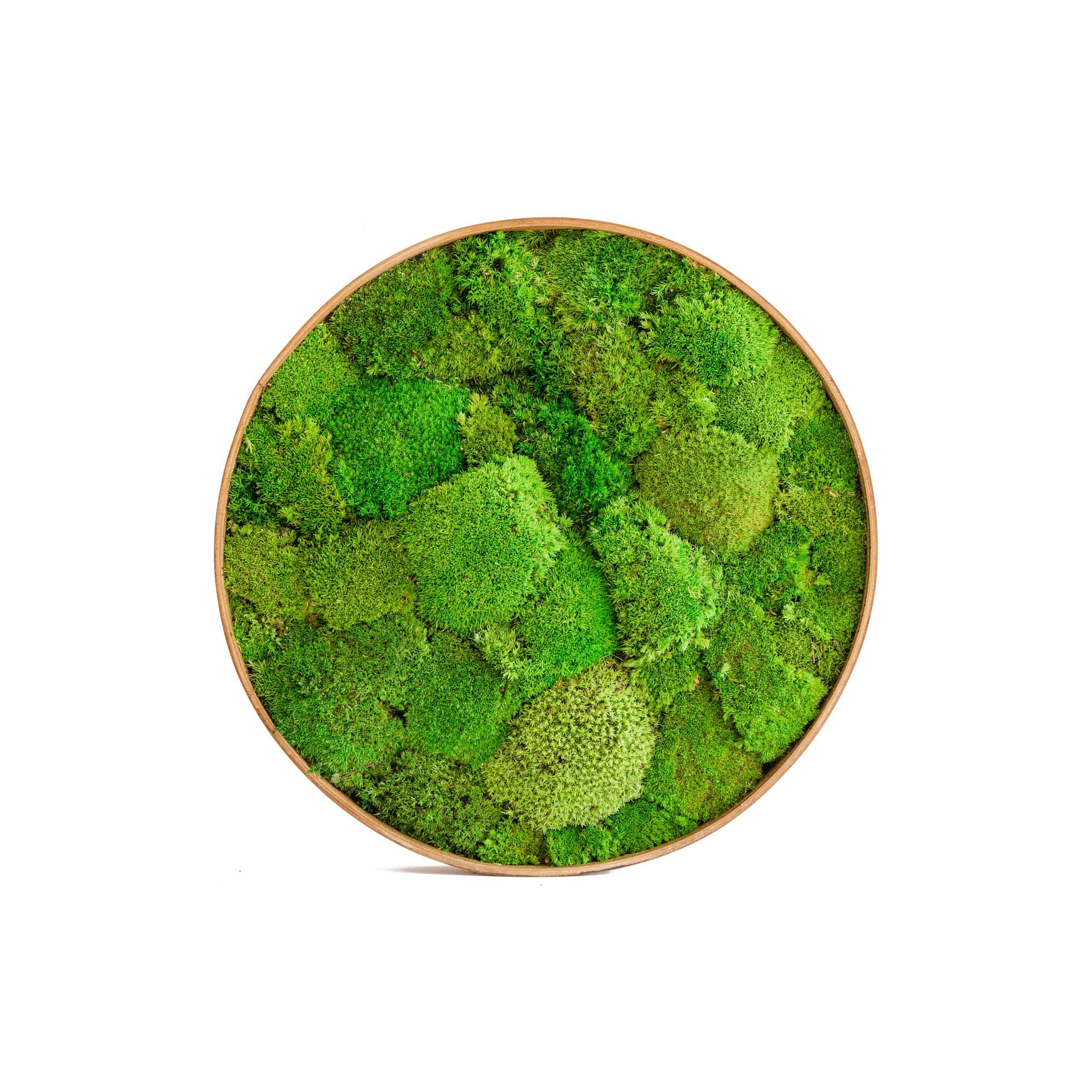 Display product Round Moss Pictures | Moss Picture With Ball Moss 90 cm from manufacturer Ekomoss