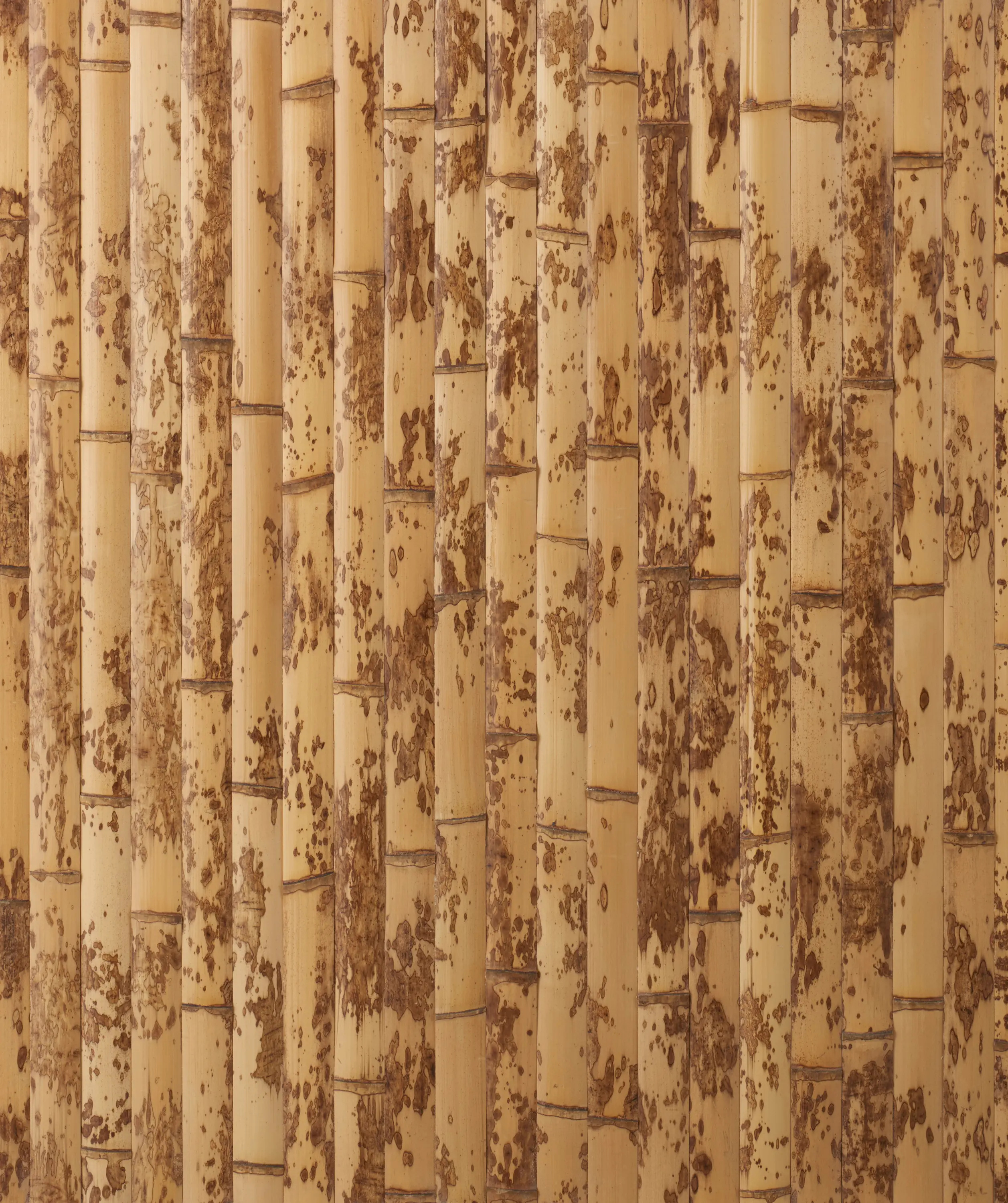 Hiyoshiya - Takesada Bamboo_Hirawari