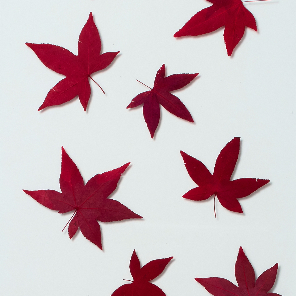 Produkt Momiji glass panel des Herstellers Hiyoshiya anzeigen