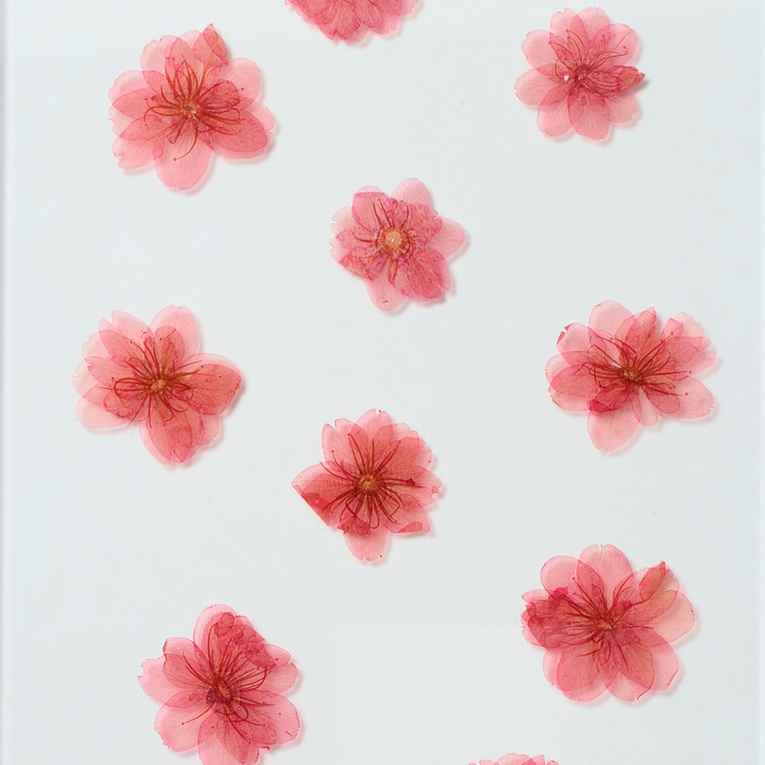 Produkt Sakura glass panel des Herstellers Hiyoshiya anzeigen