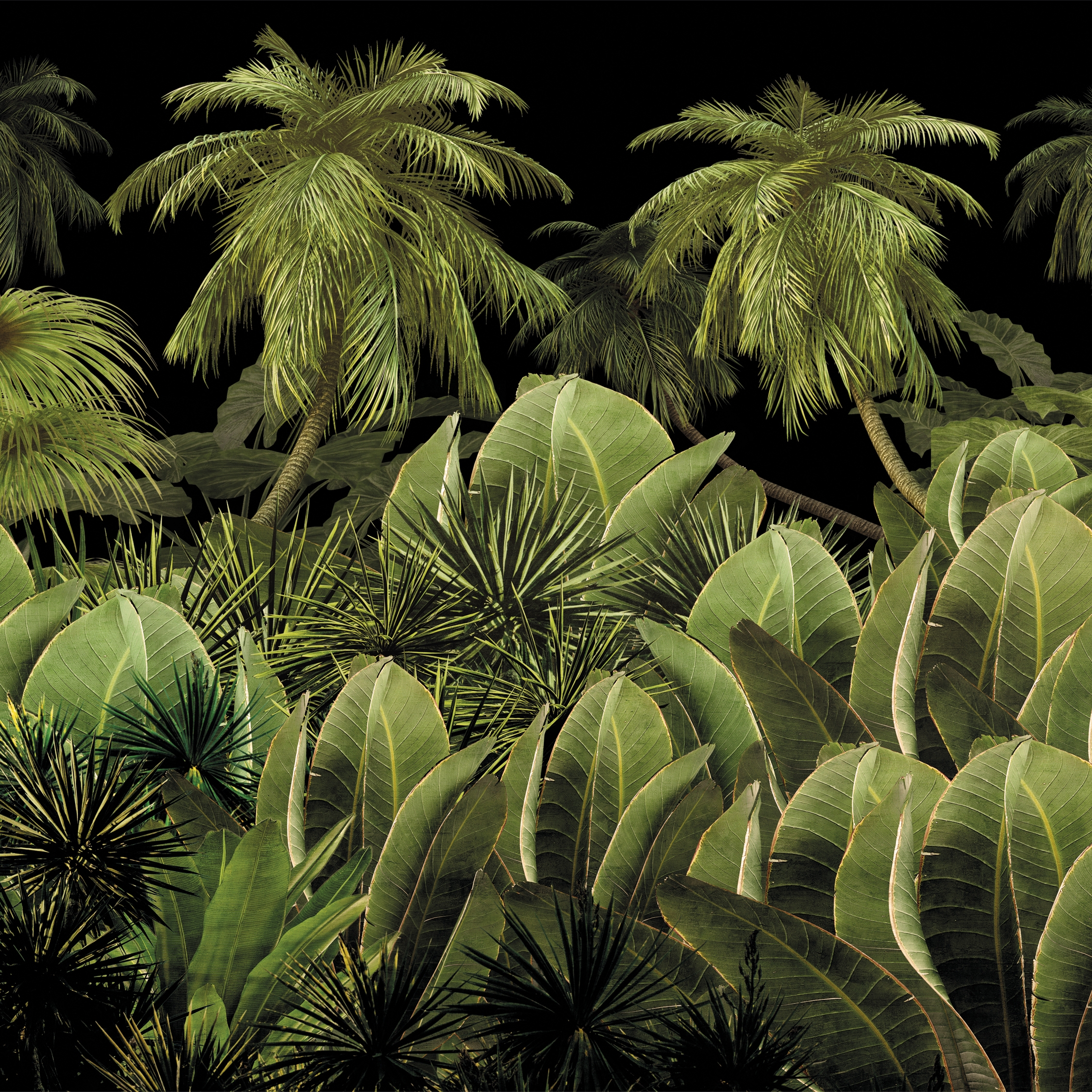 Scent of silence | A night in the jungle_warmer