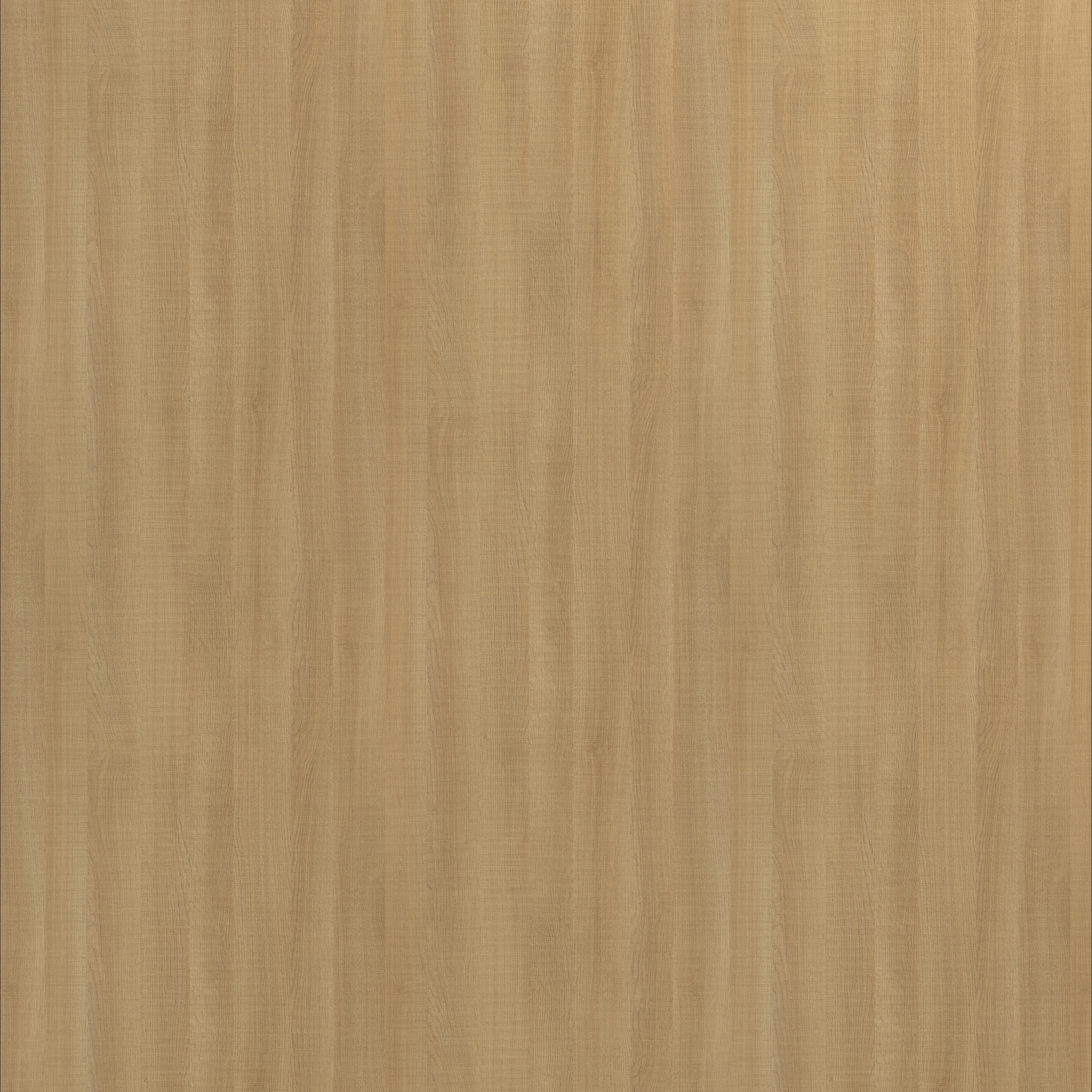 Canice Oak