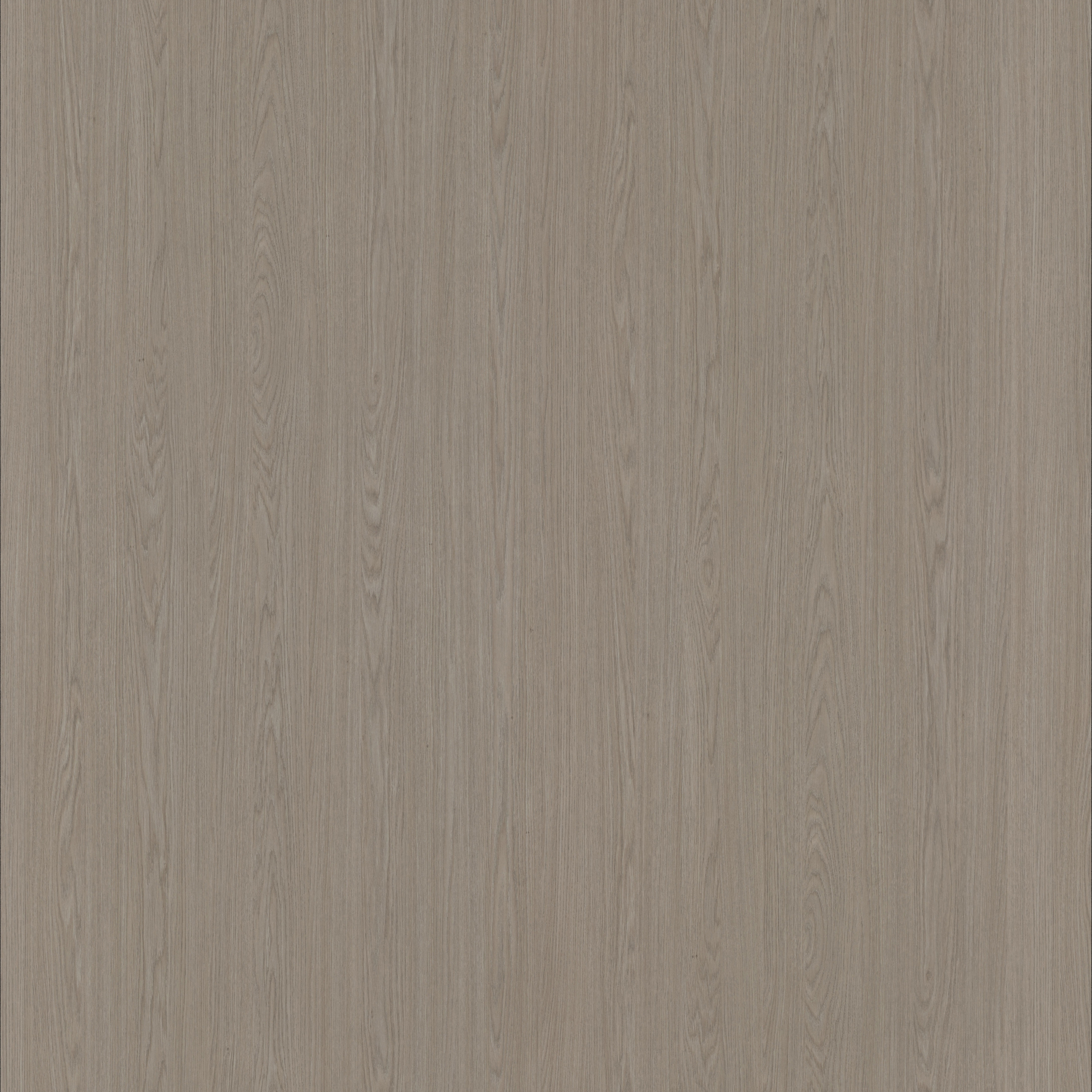 Dainty Oak latte