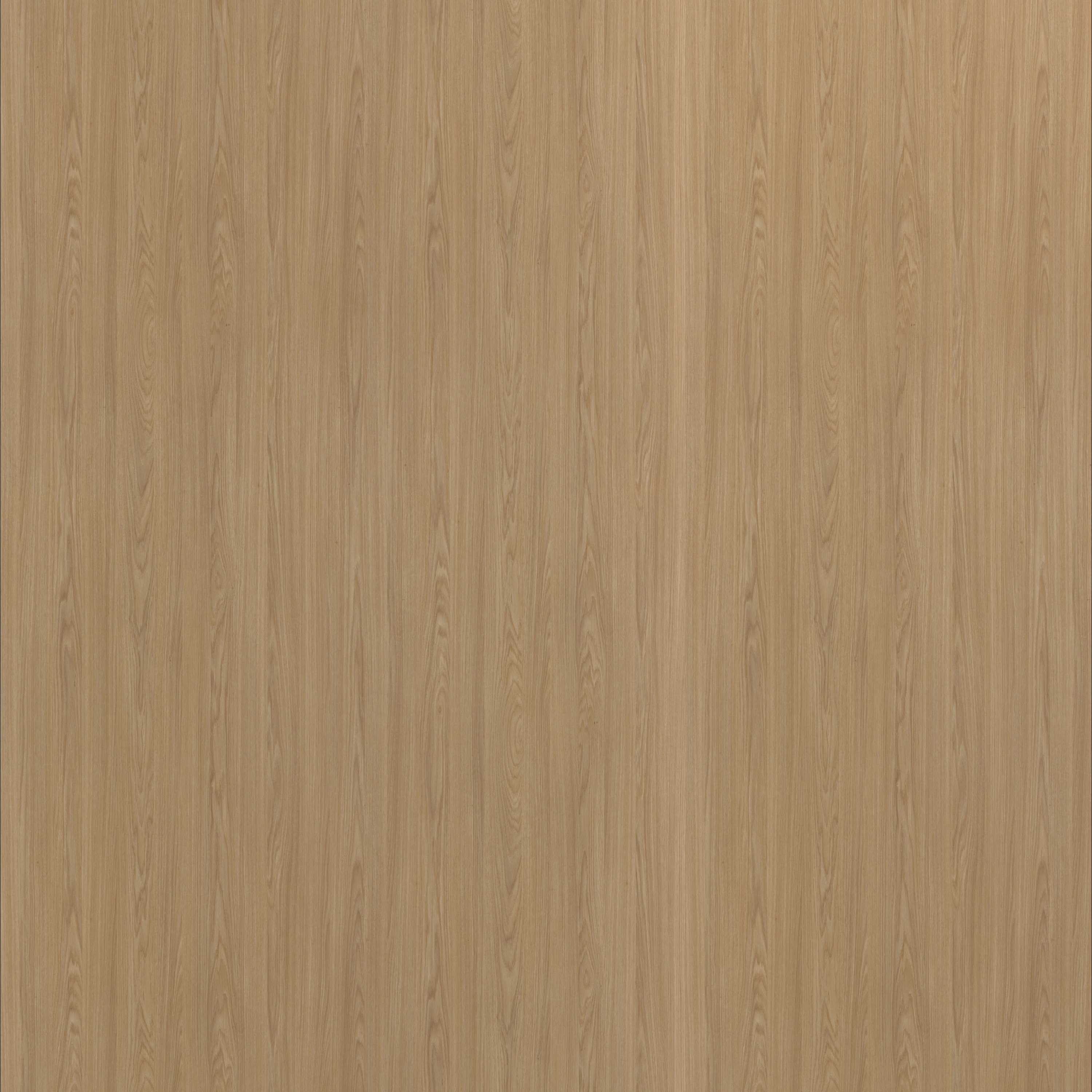 Dainty Oak pure