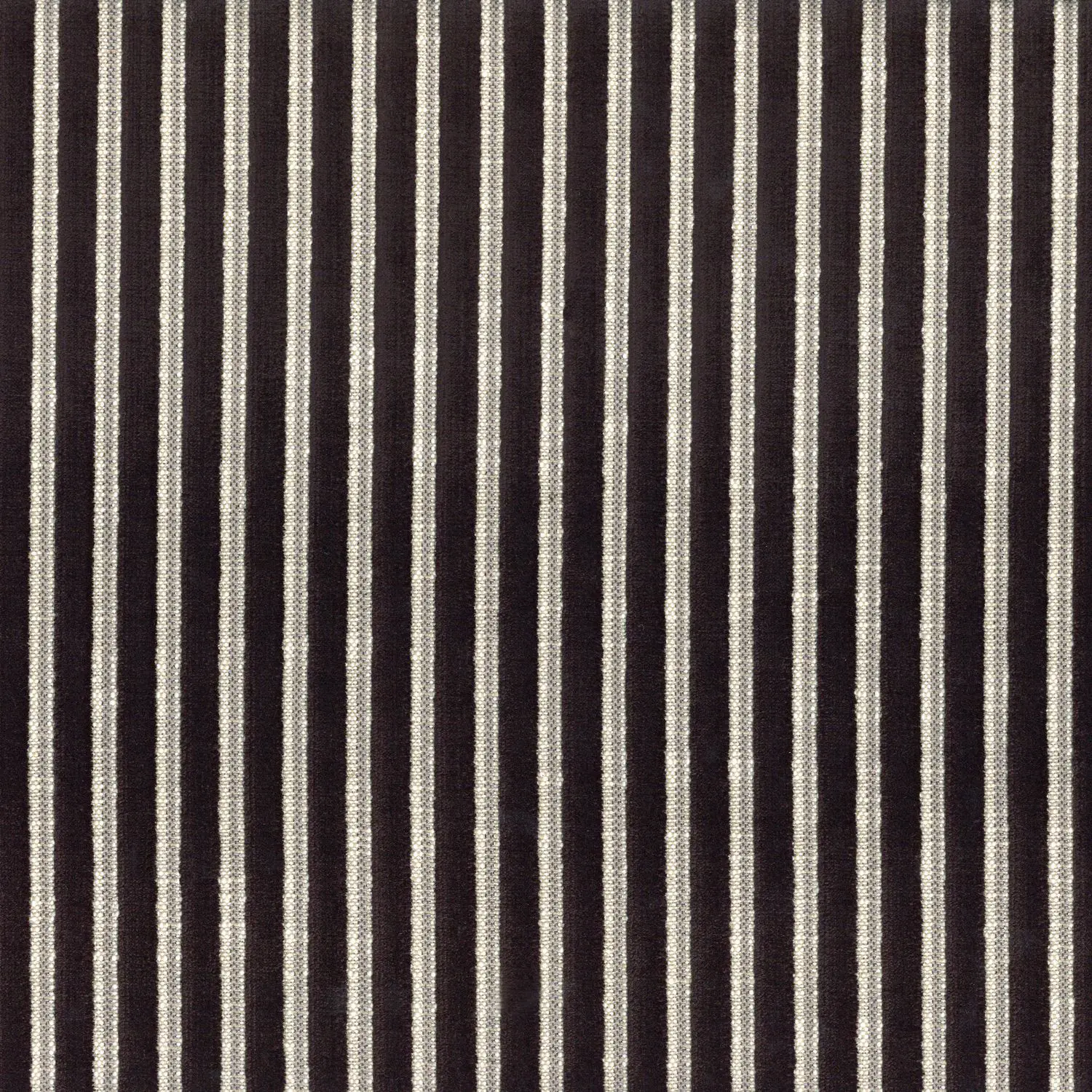 Casamance - zebu