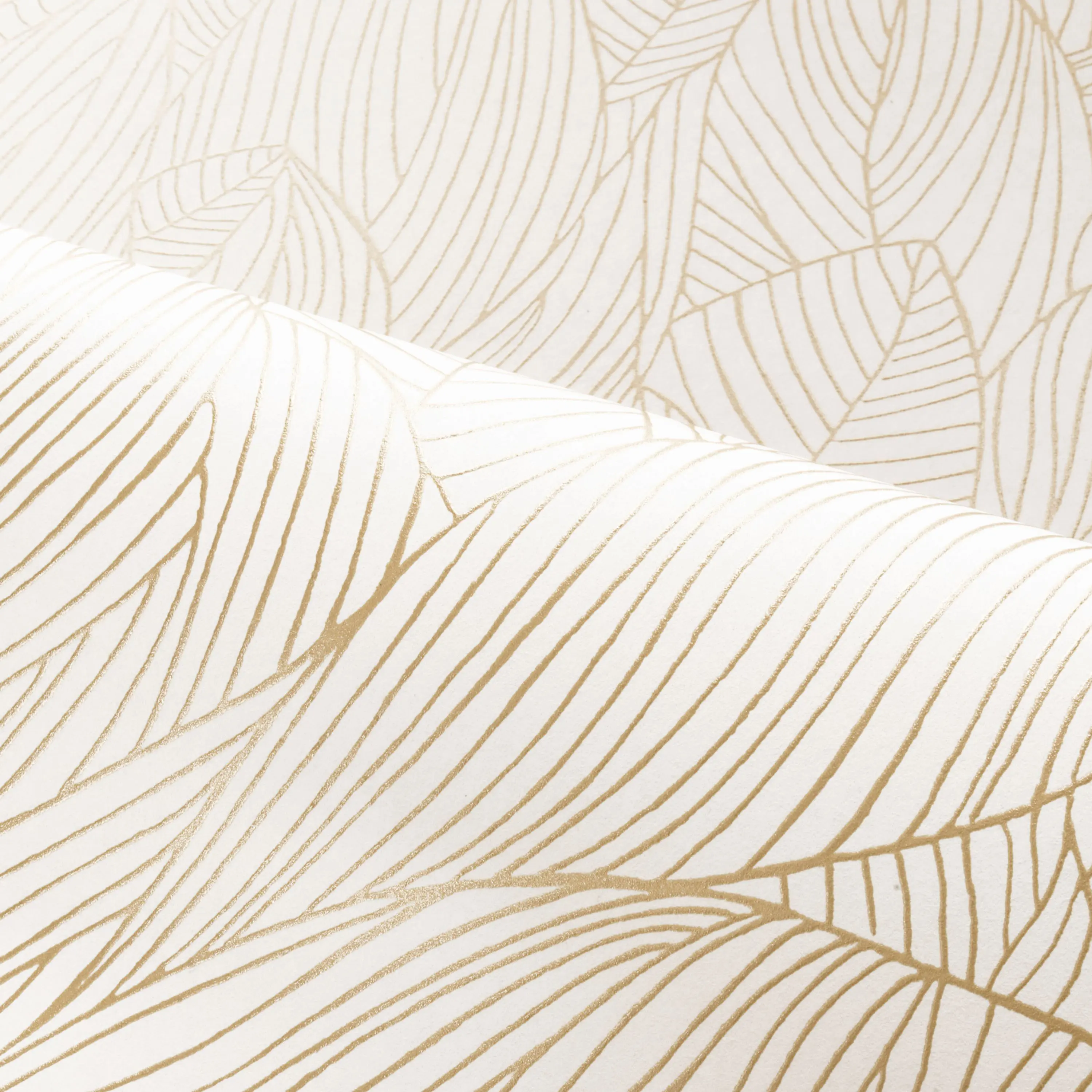 Casamance - HOSTA IVOIRE/DORÉ
