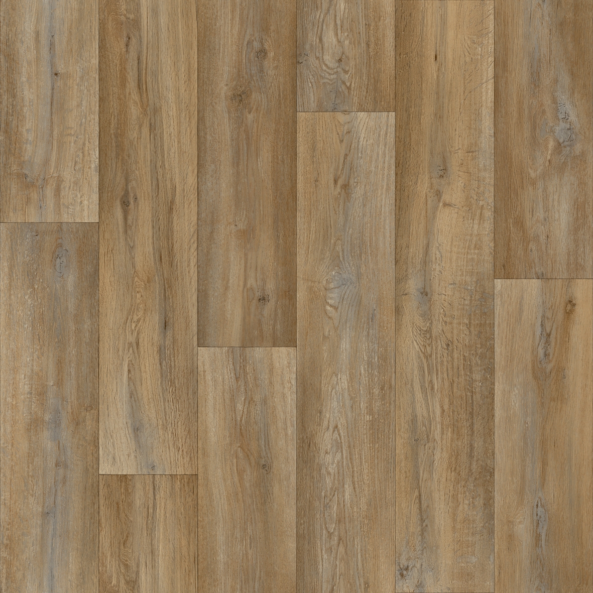 Silk Oak 603M