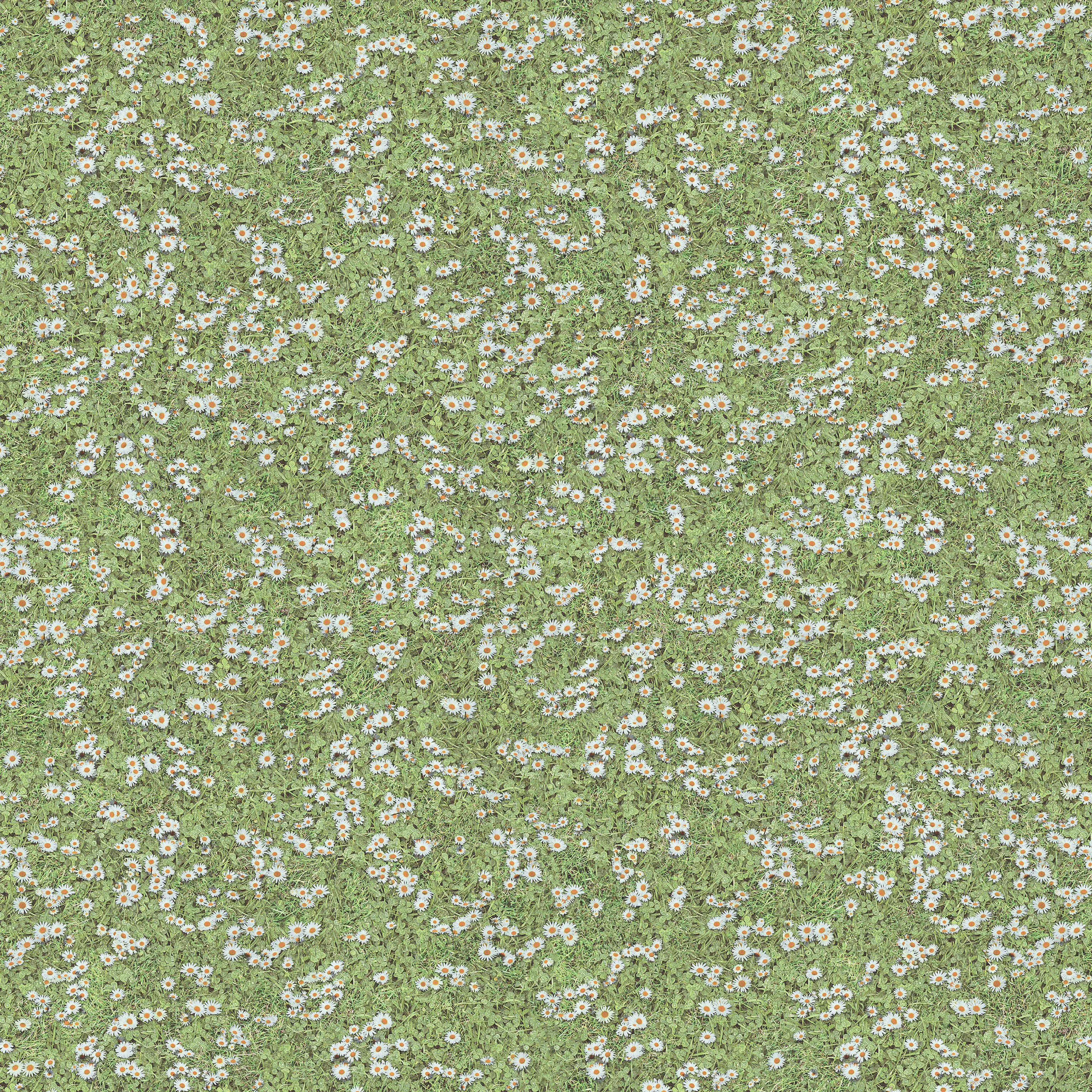 Beauflor - Daisies